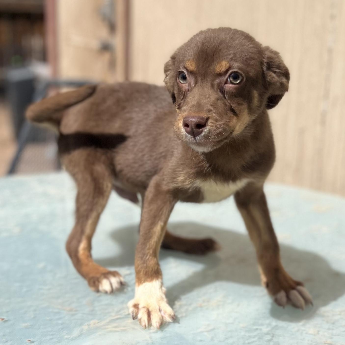 Sebastian, adopted, Puppy Male Chihuahua.