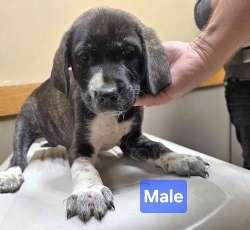 Cowboy and Cody, a ADOPTABLE mixed breed in Sudbury, MA image 1/3