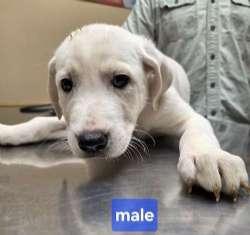 Cowboy and Cody, a ADOPTABLE mixed breed in Sudbury, MA image 2/3