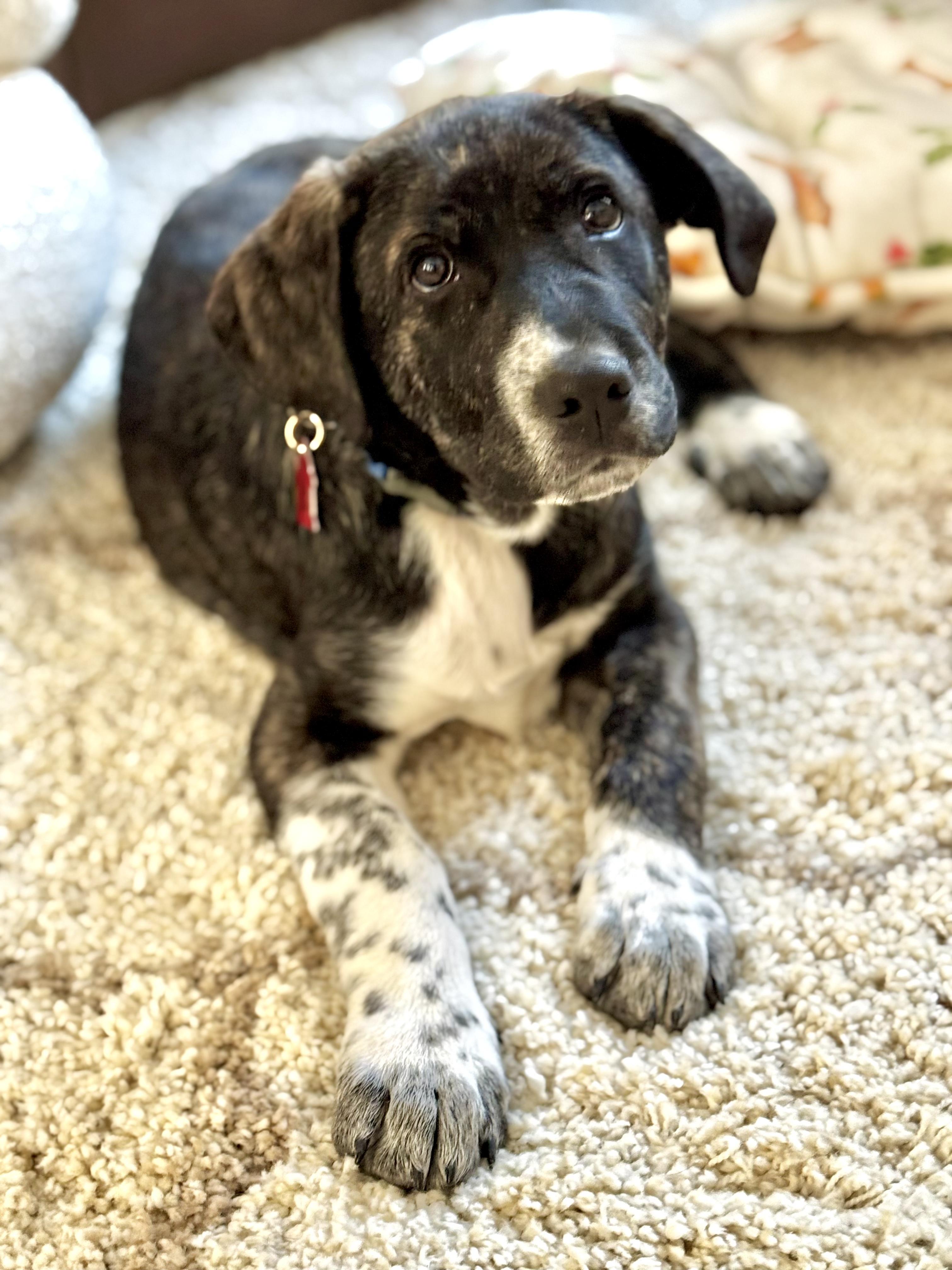 Enlarge Cody, a ADOPTABLE mixed breed in Sudbury, MA image 2/4