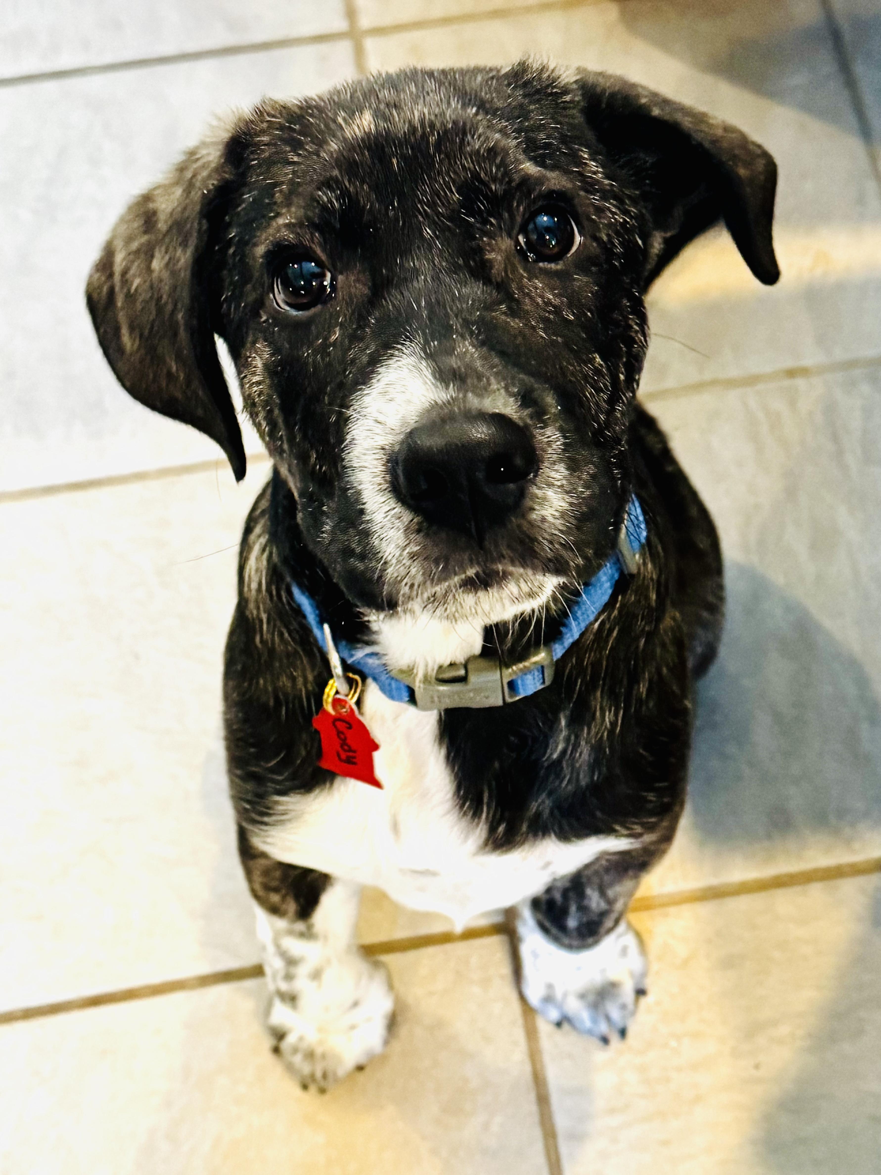 Cody, ADOPTABLE, Puppy Male Great Pyrenees & Labrador Retriever.