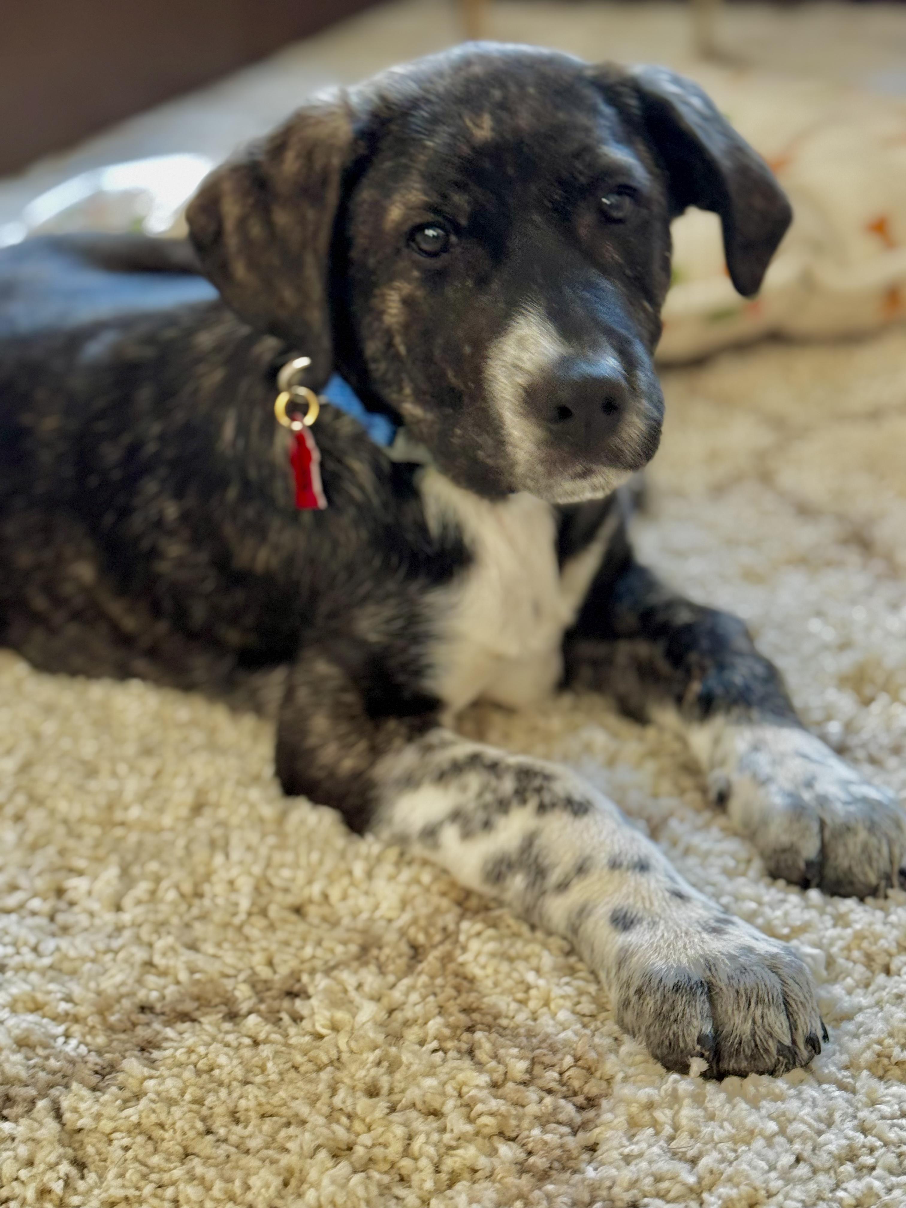 Enlarge Cody, a ADOPTABLE mixed breed in Sudbury, MA image 3/4