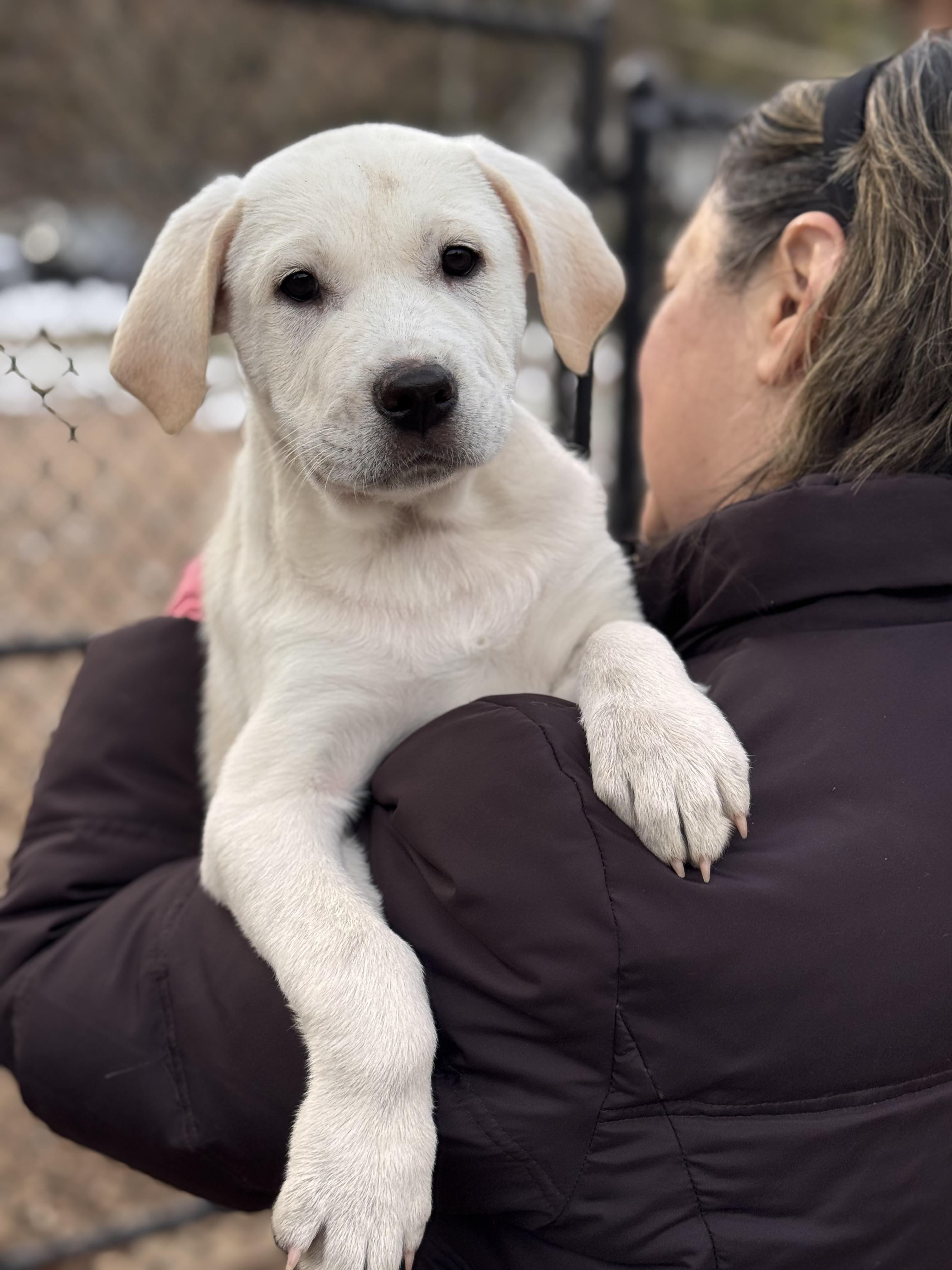 Cowboy and Cody, a ADOPTABLE mixed breed in Sudbury, MA image 3/3