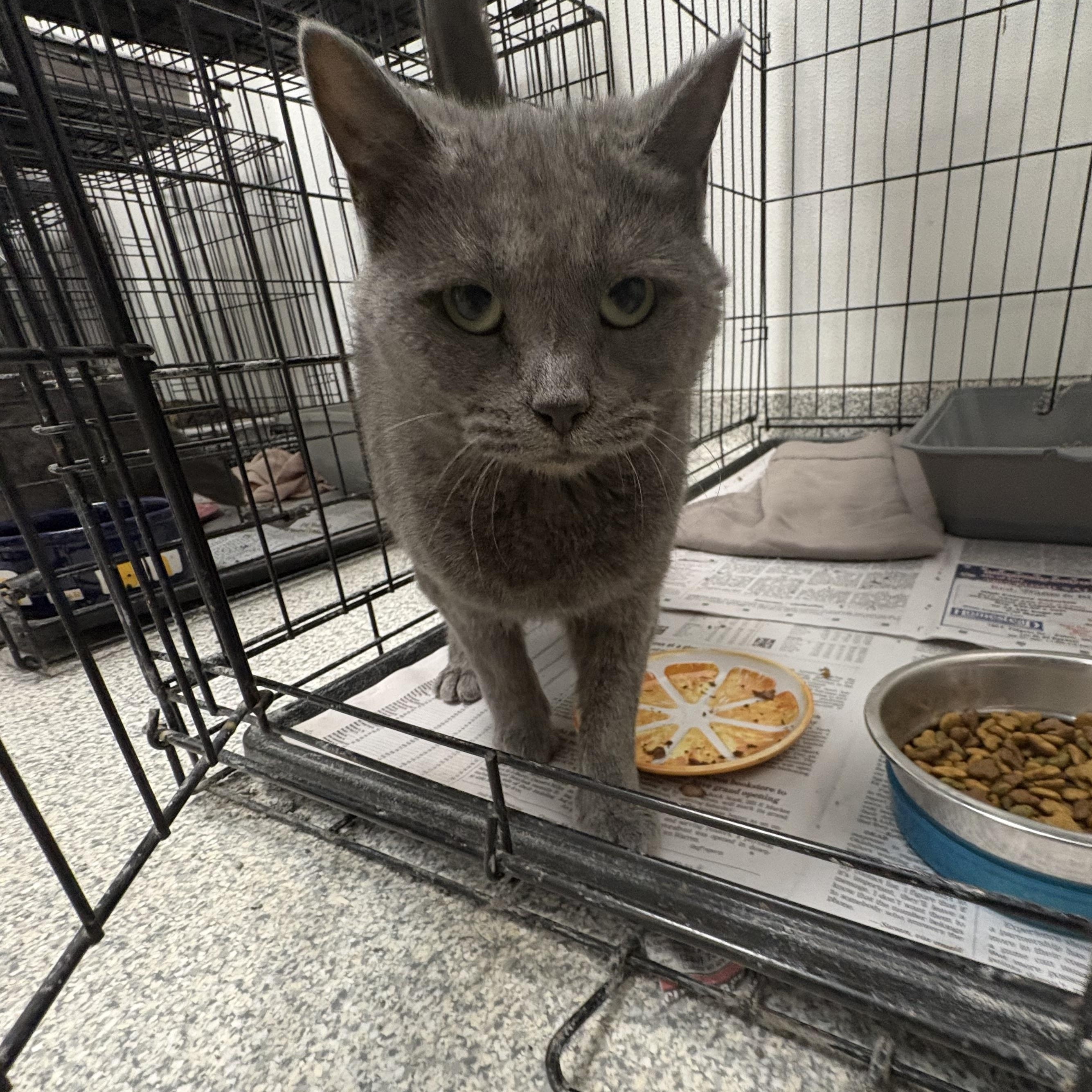 Enlarge Tiny Tree, a Adoptable Domestic Short Hair in Youngstown, OH image 1/1