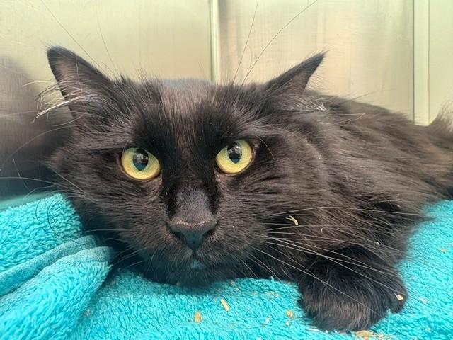 Enlarge ROSIE, a Adoptable Domestic Long Hair in Brighton, CO image 1/1