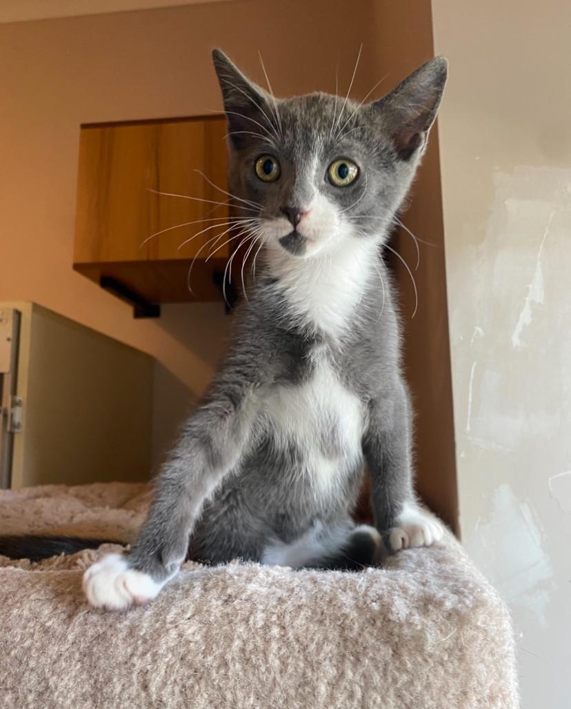 Iffy, Young Male Domestic Short Hair