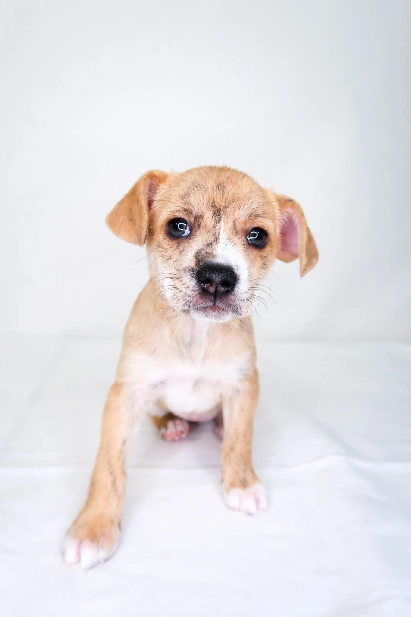 Enlarge Petal, an adopted mixed breed in Bixby, OK image 2/6