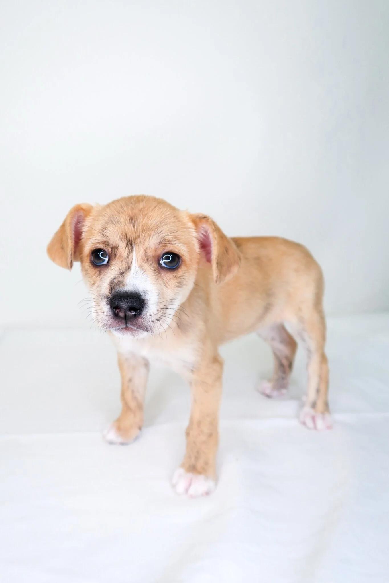 Enlarge Petal, an adopted mixed breed in Bixby, OK image 3/6