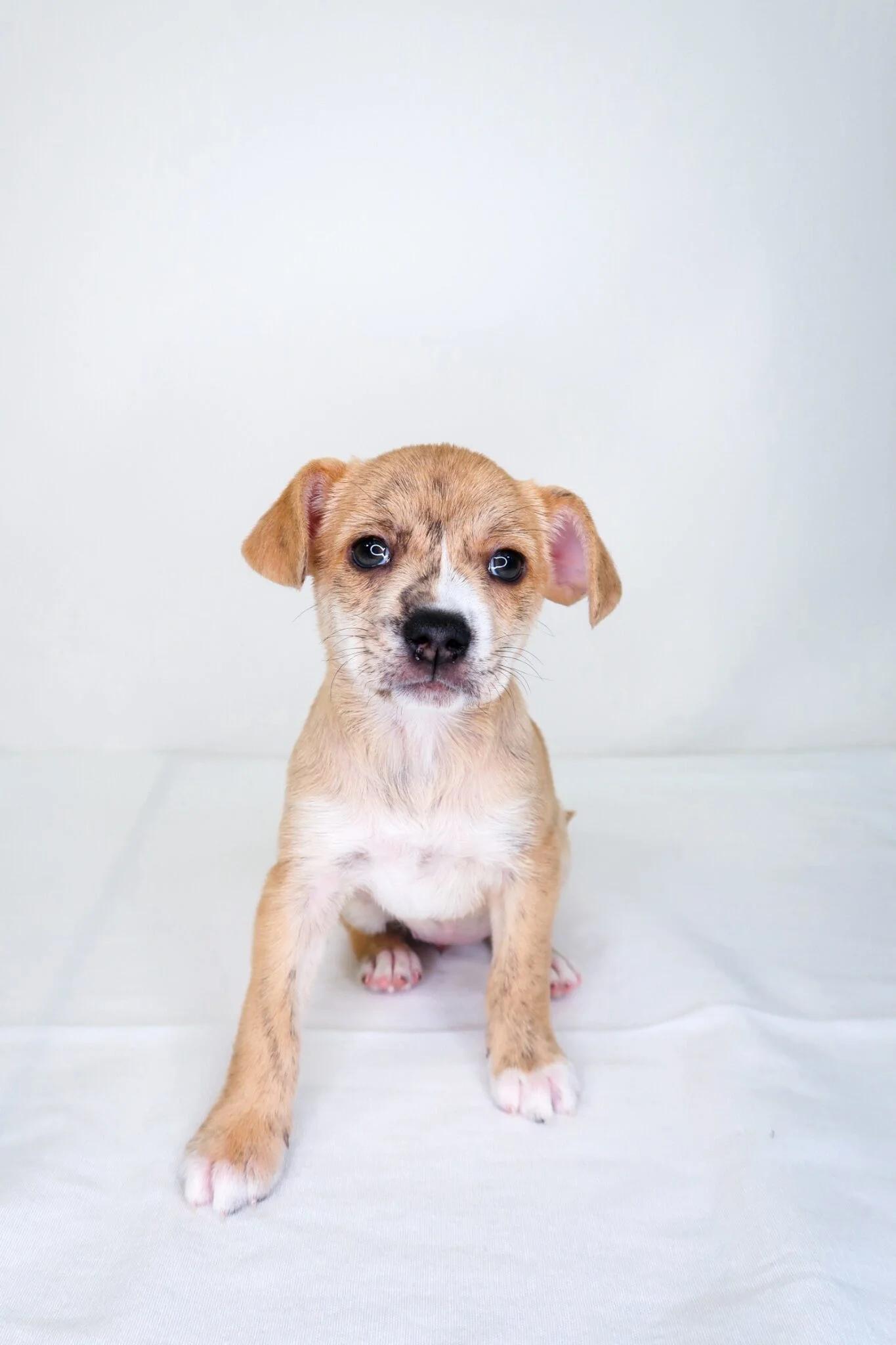 Enlarge Petal, an adopted mixed breed in Bixby, OK image 4/6