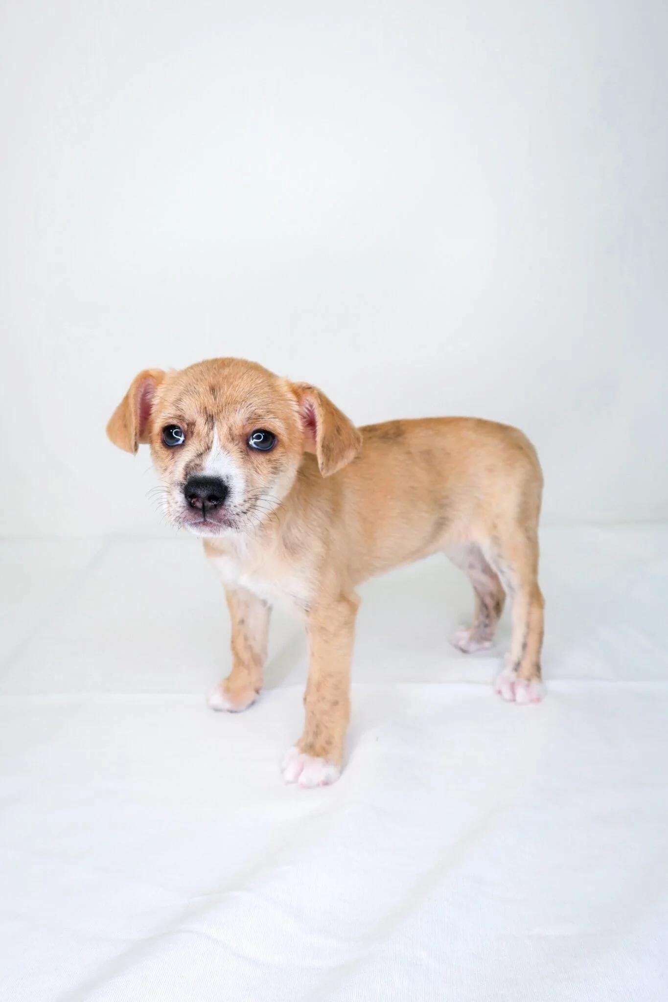 Enlarge Petal, an adopted mixed breed in Bixby, OK image 5/6