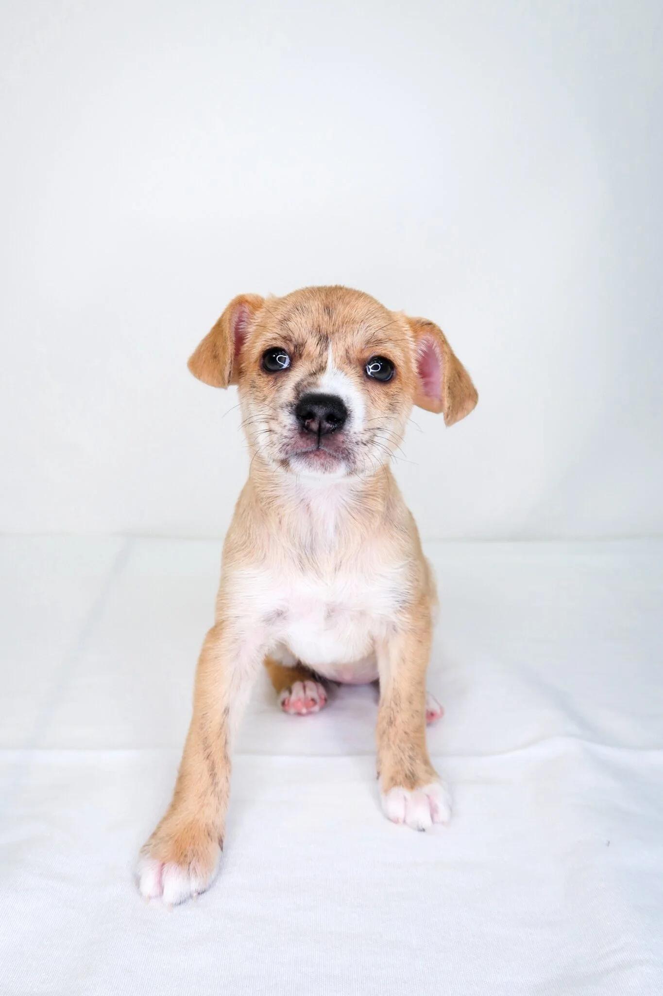 Enlarge Petal, an adopted mixed breed in Bixby, OK image 6/6