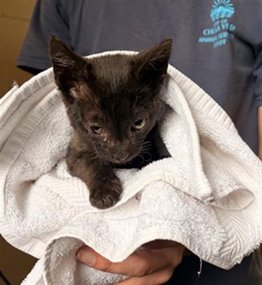 Enlarge FLINT, a Adoptable Domestic Short Hair in Chula Vista, CA image 1/1