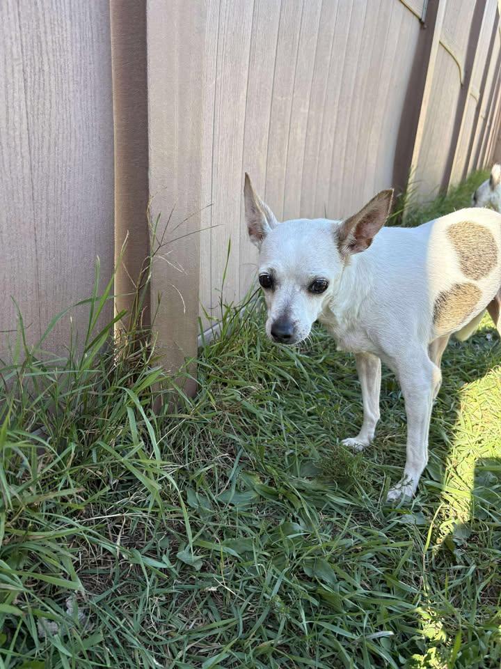 Lady, a Adoptable mixed breed in New Brighton, MN image 5/6