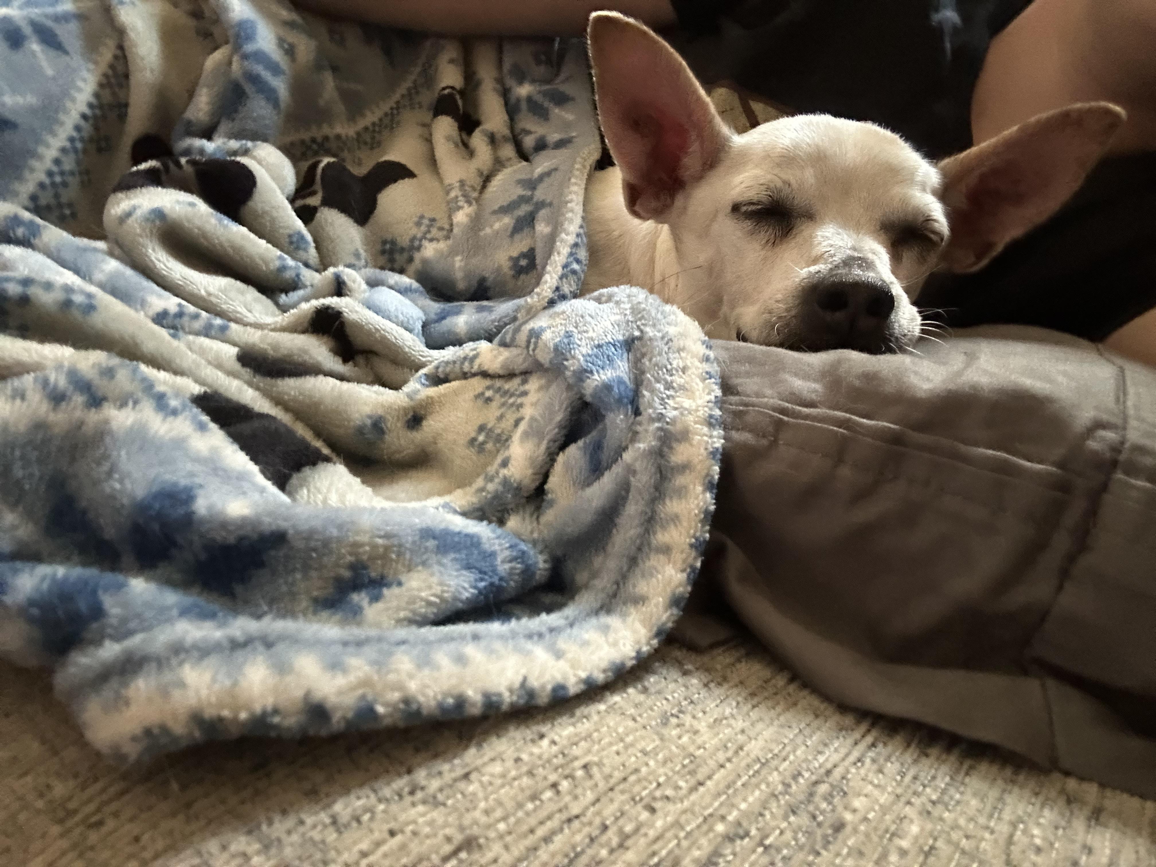 Lady, a Adoptable mixed breed in New Brighton, MN image 2/6