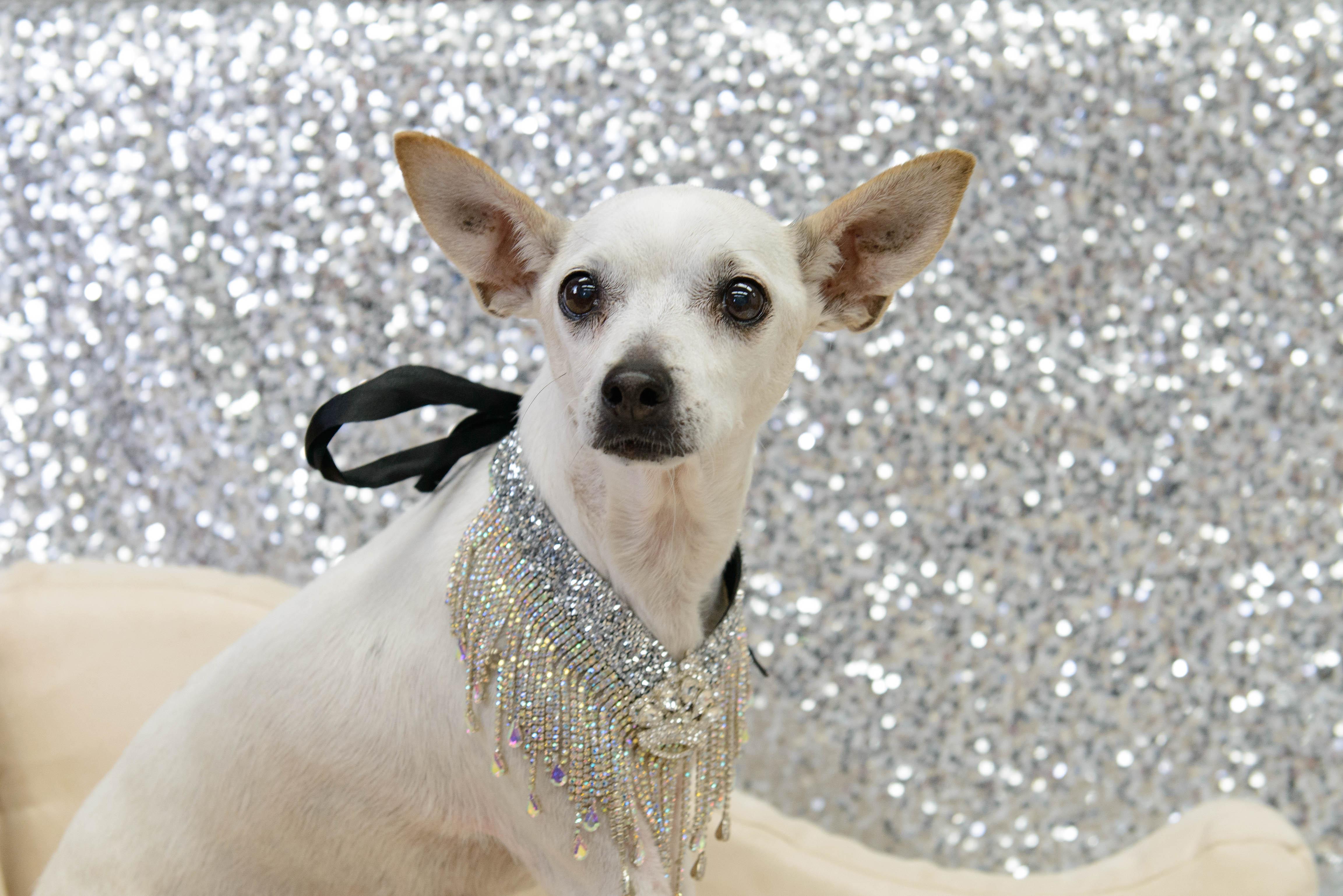 Lady, a Adoptable mixed breed in New Brighton, MN image 1/6