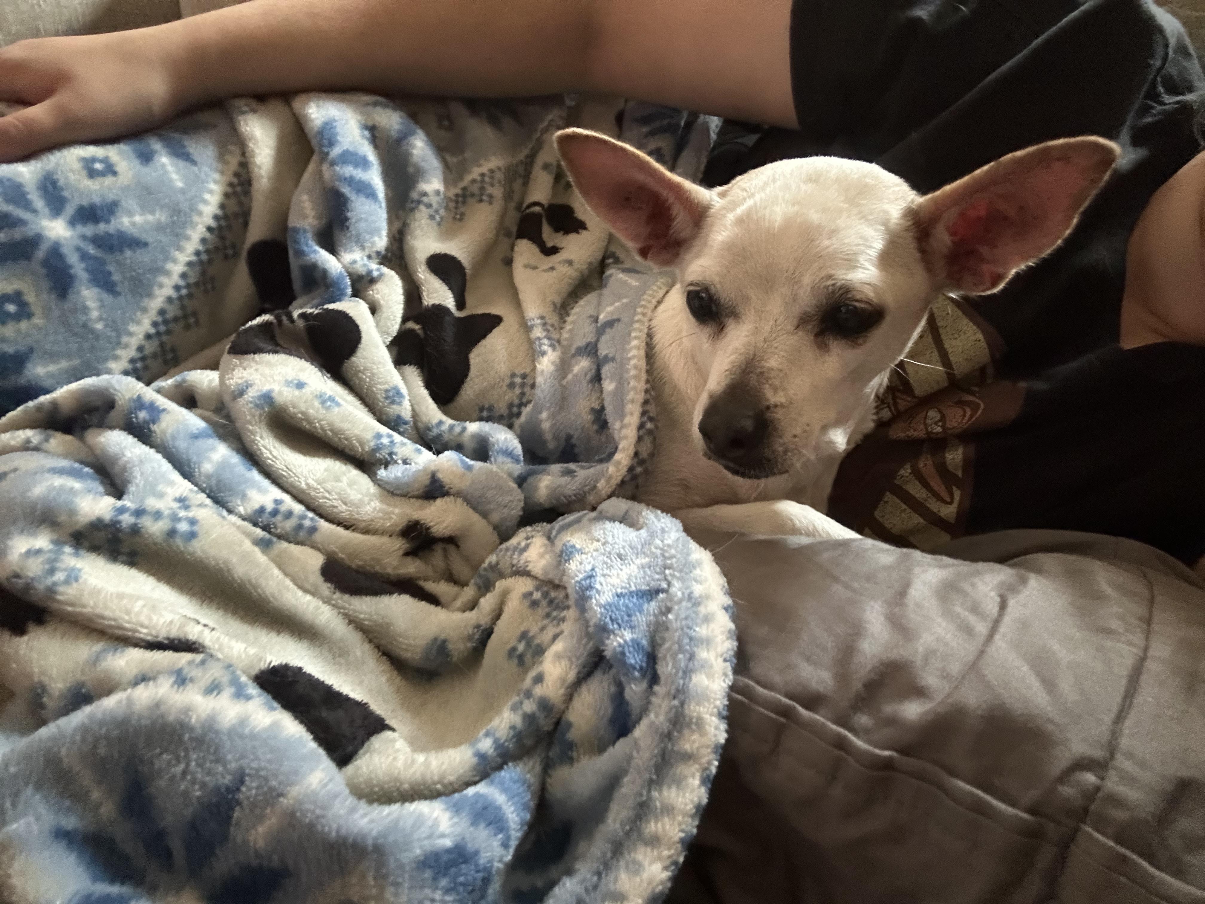 Lady, a Adoptable mixed breed in New Brighton, MN image 3/6