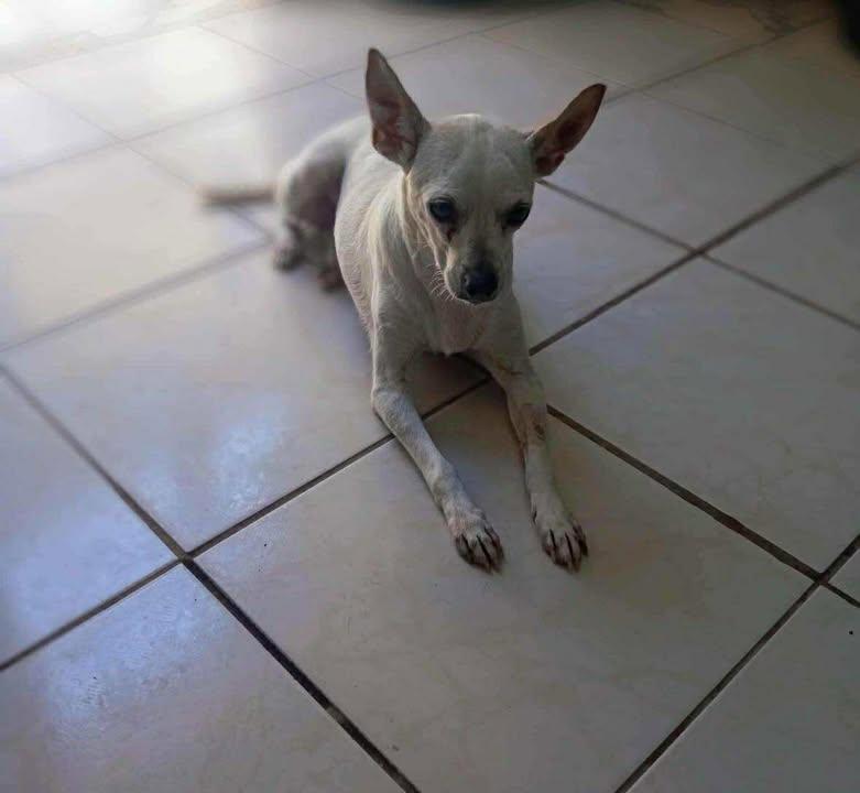 Lady, a Adoptable mixed breed in New Brighton, MN image 6/6