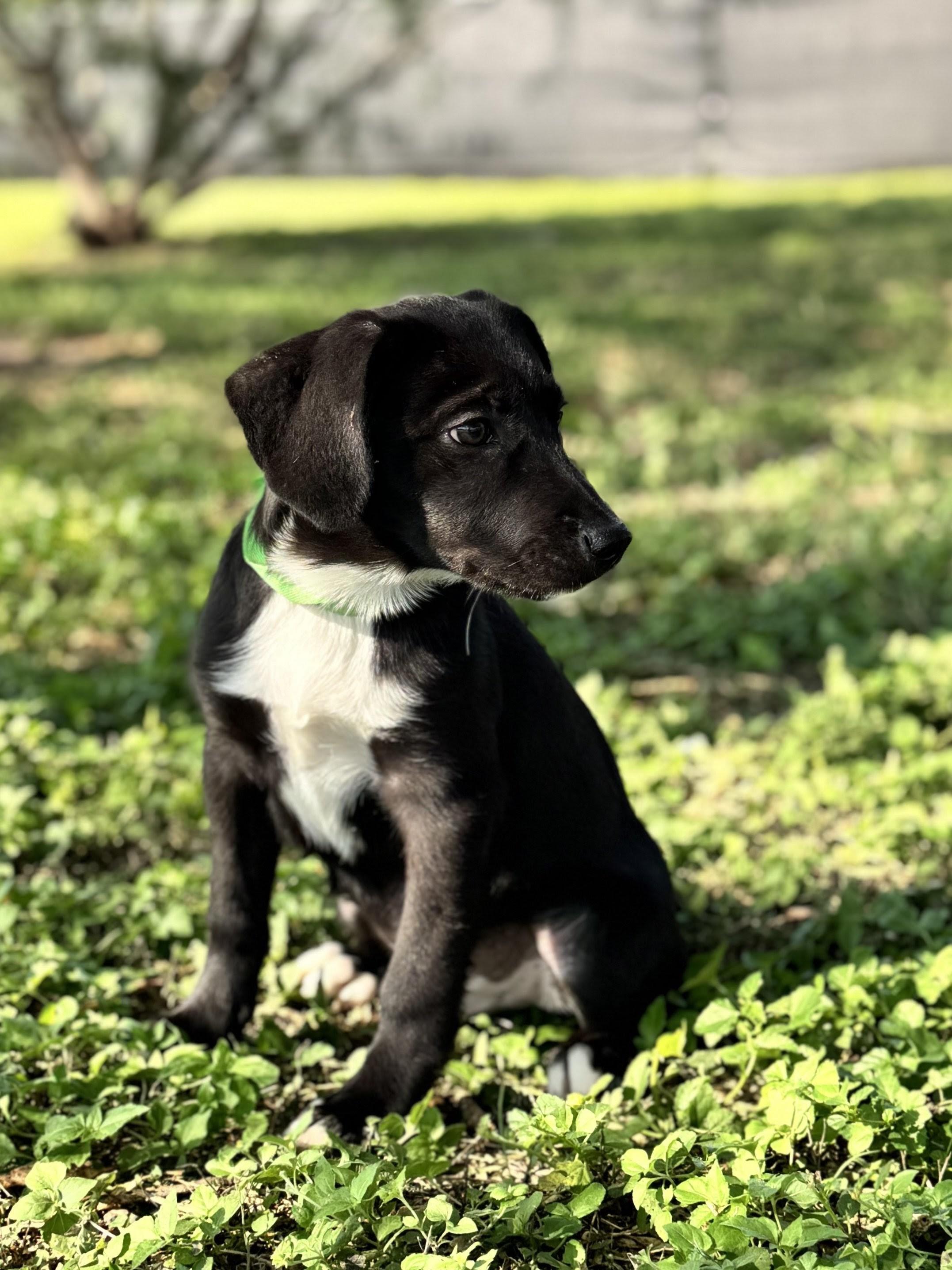 Enlarge Barto, a Adoptable mixed breed in Willington, CT image 6/6