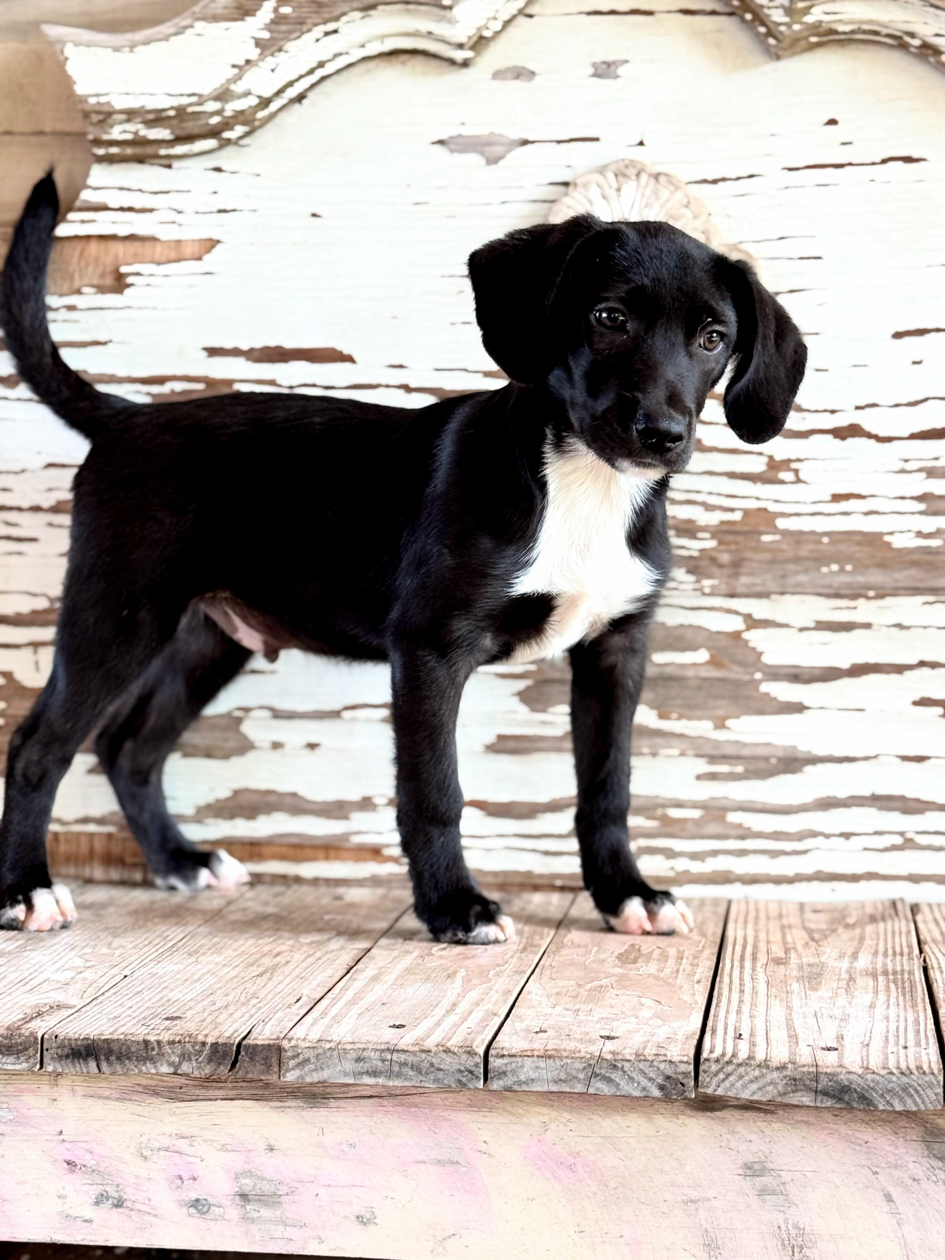 Barto, Adoptable, Puppy Male Labrador Retriever.