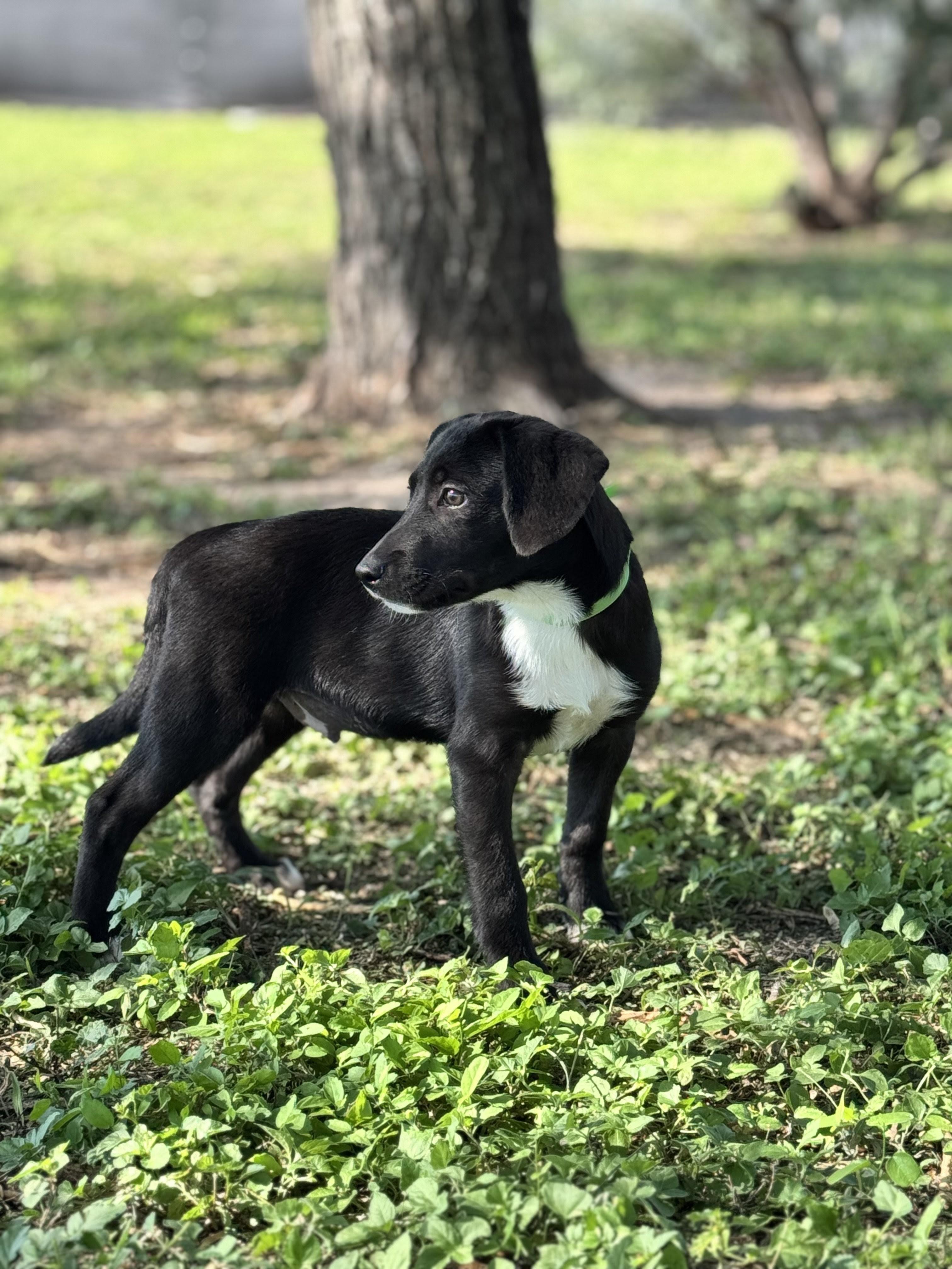 Enlarge Barto, a Adoptable mixed breed in Willington, CT image 5/6