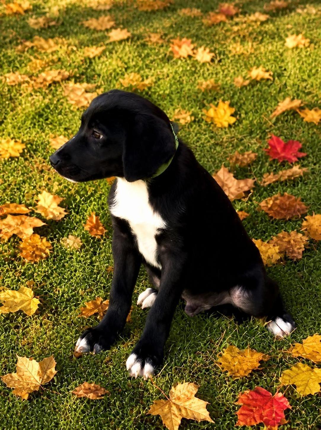 Enlarge Barto, a Adoptable mixed breed in Willington, CT image 3/6