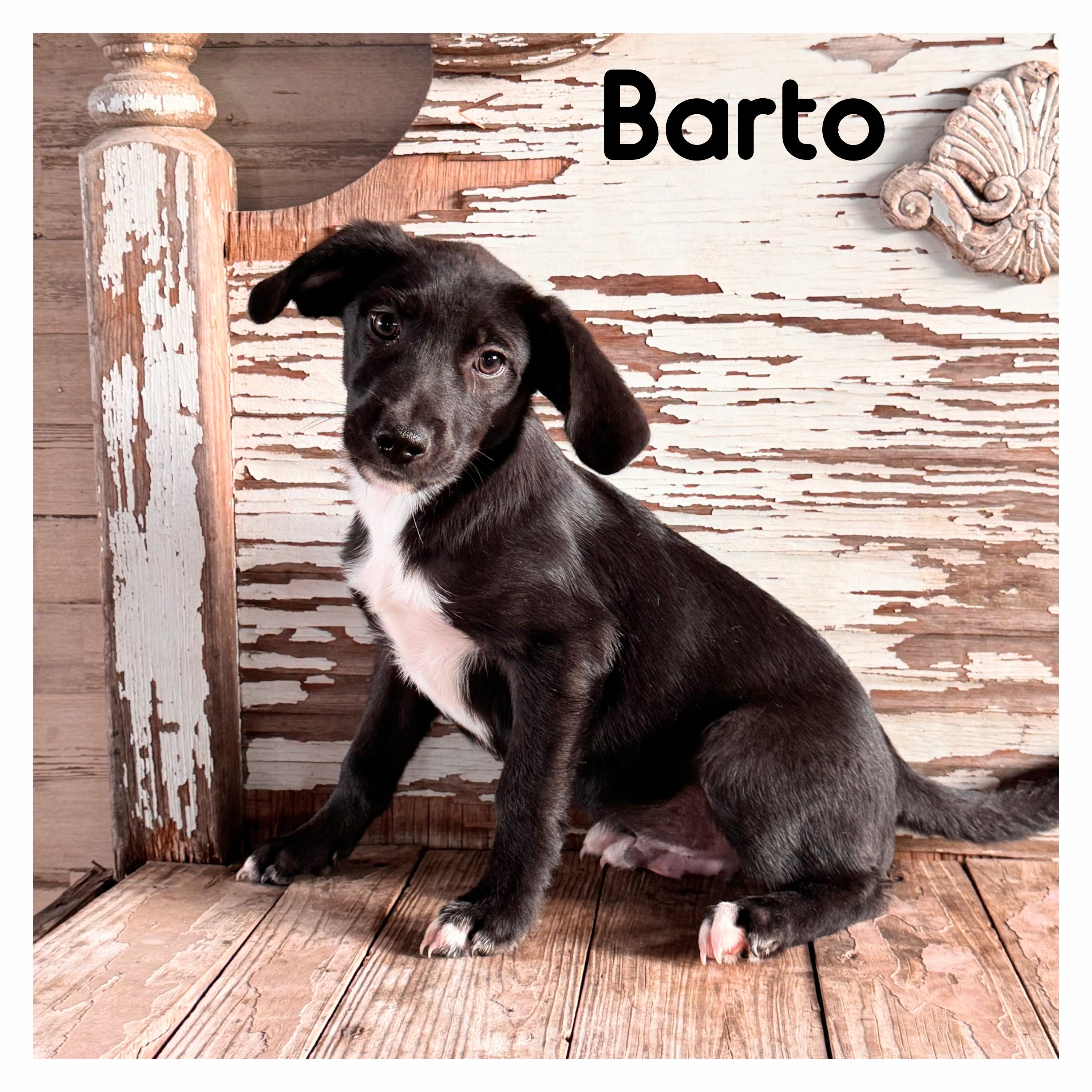 Enlarge Barto, a Adoptable mixed breed in Willington, CT image 2/6