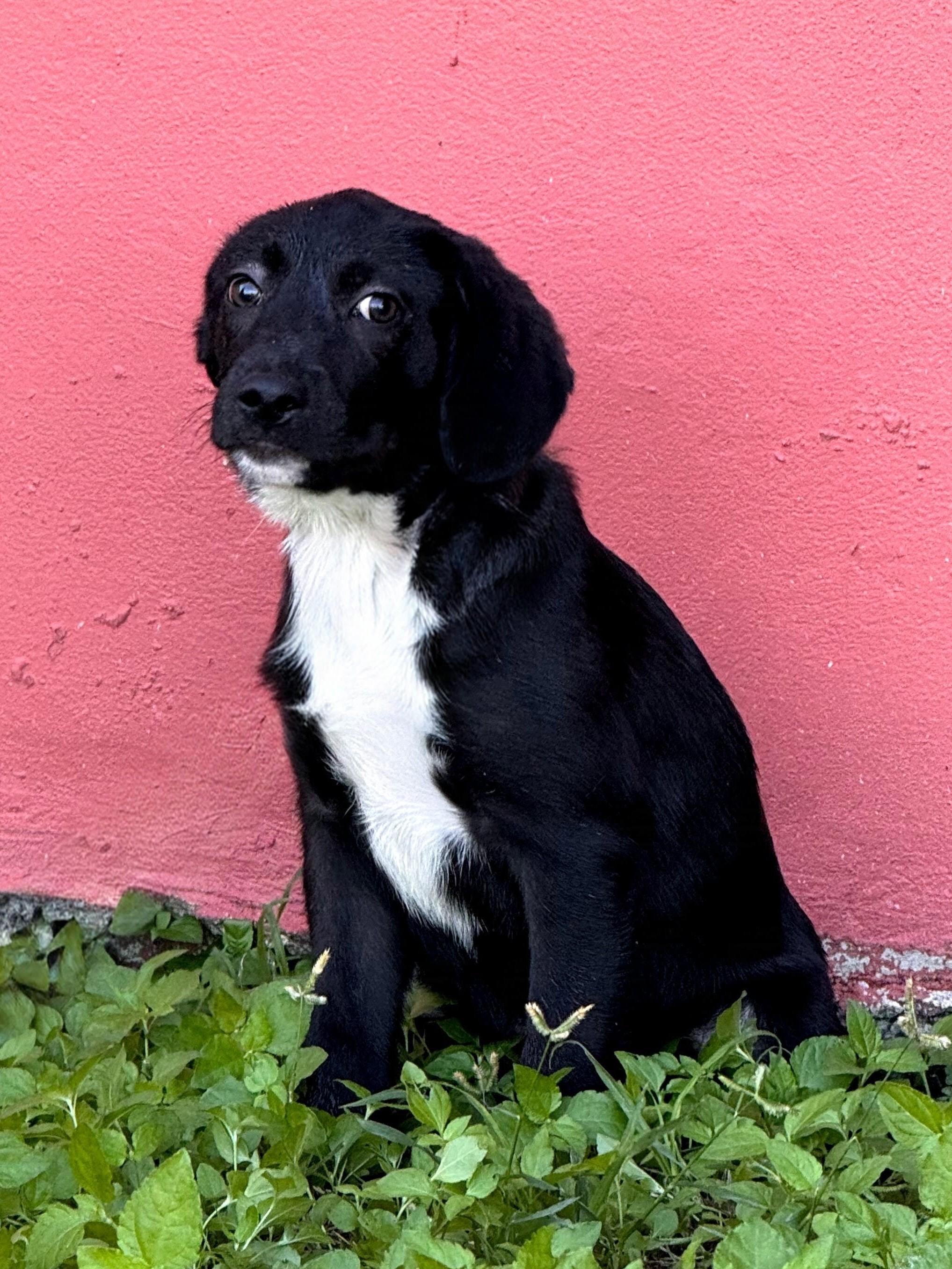 Enlarge Barto, a Adoptable mixed breed in Willington, CT image 4/6