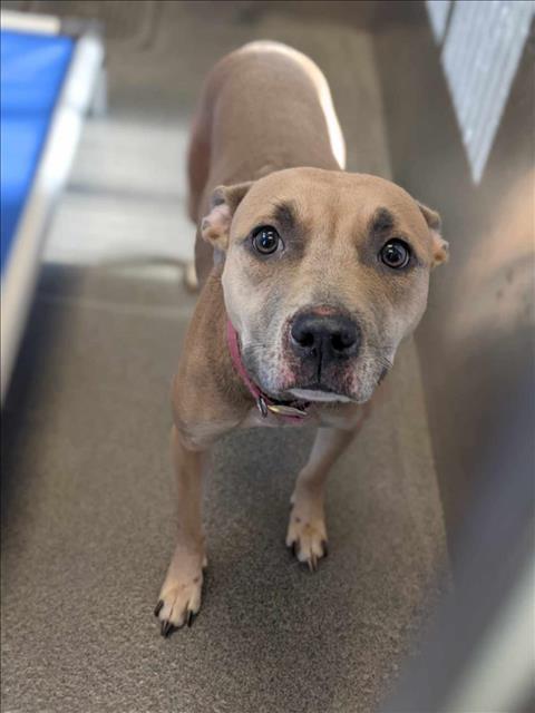 Enlarge LISA, a Adoptable Mixed Breed in Dallas, TX image 1/2