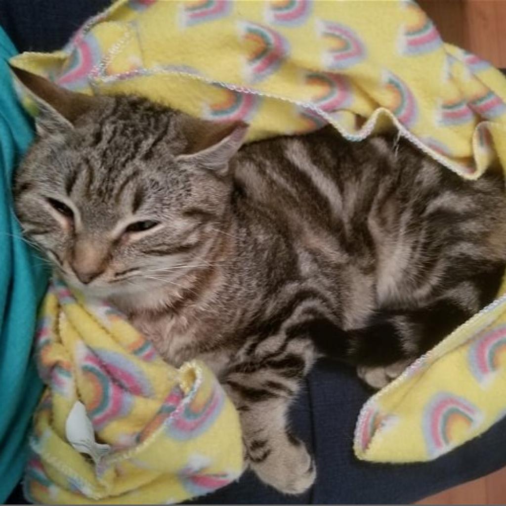 Enlarge Tasha, a Adoptable Domestic Short Hair in Reisterstown, MD image 1/4