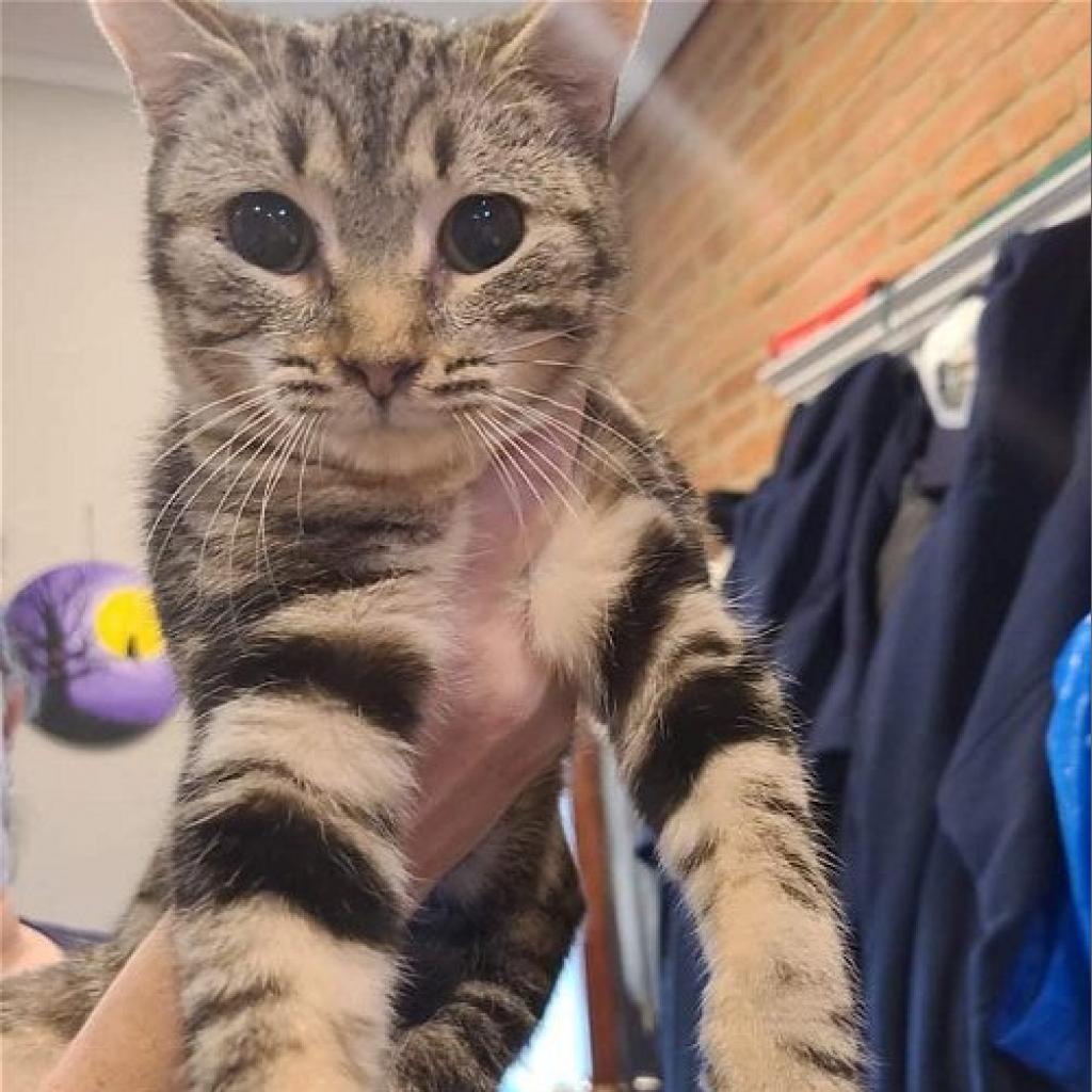 Enlarge Tasha, a Adoptable Domestic Short Hair in Reisterstown, MD image 2/4