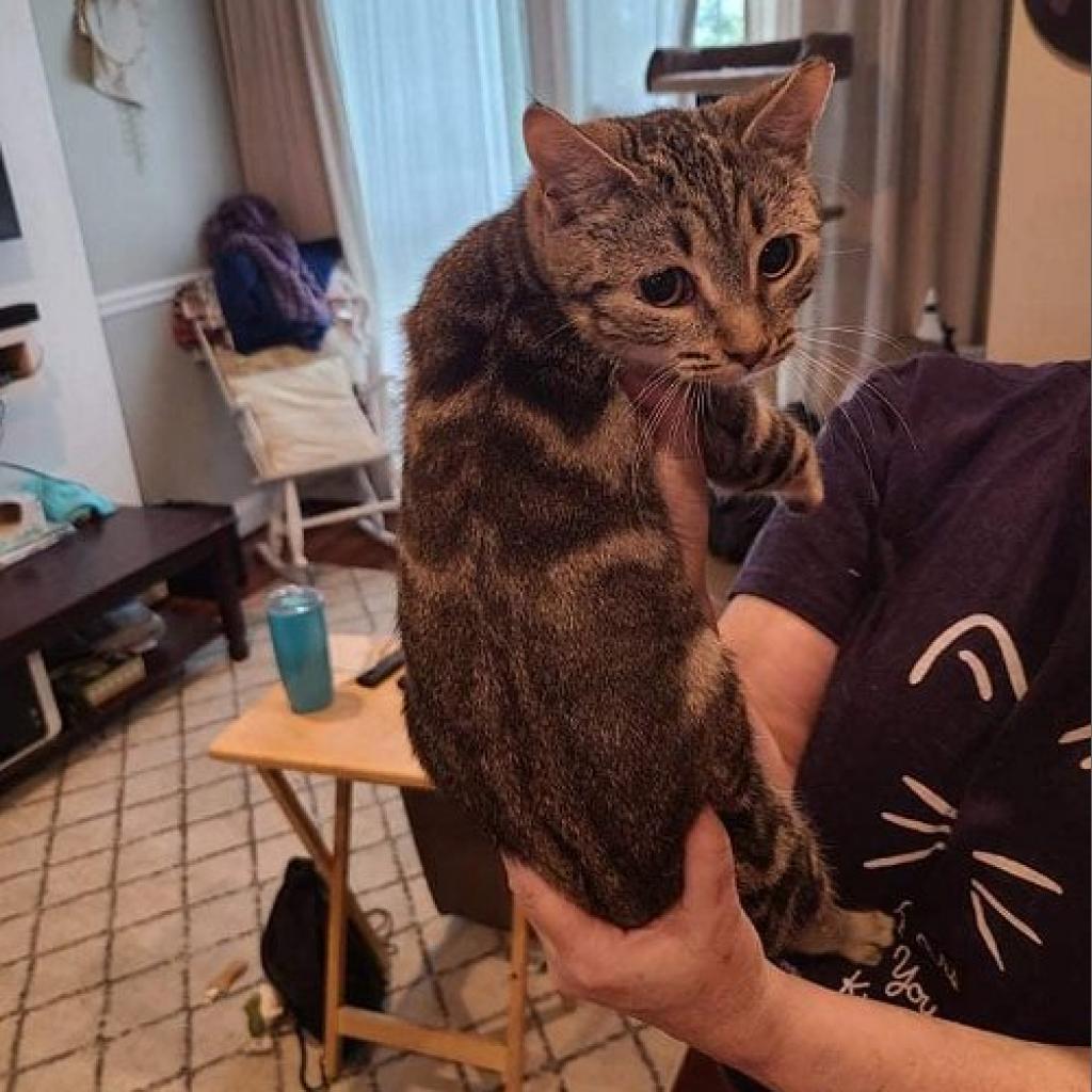 Enlarge Tasha, a Adoptable Domestic Short Hair in Reisterstown, MD image 4/4