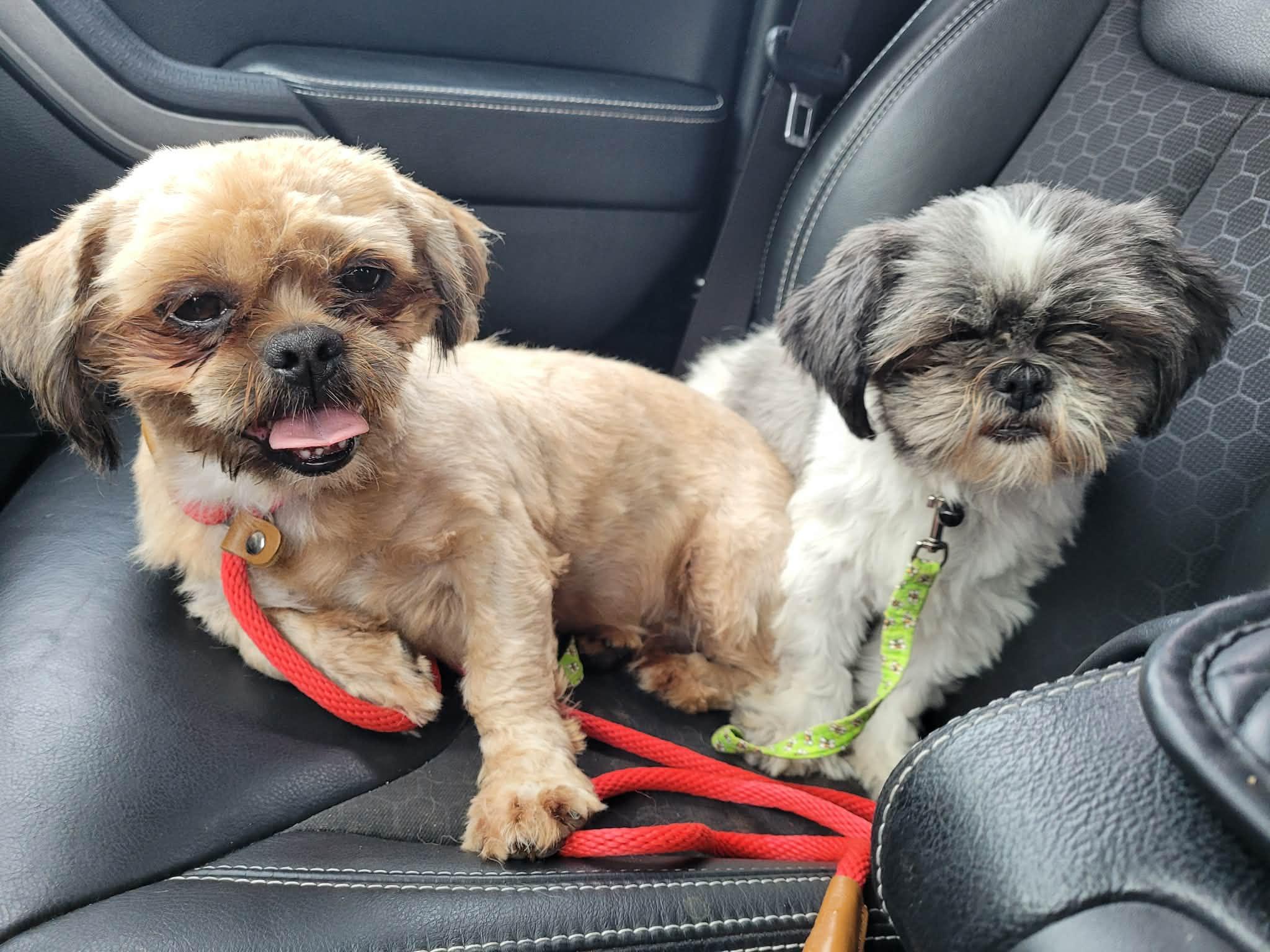 Enlarge Sarah, a ADOPTABLE Shih Tzu in Hindsboro, IL image 5/6