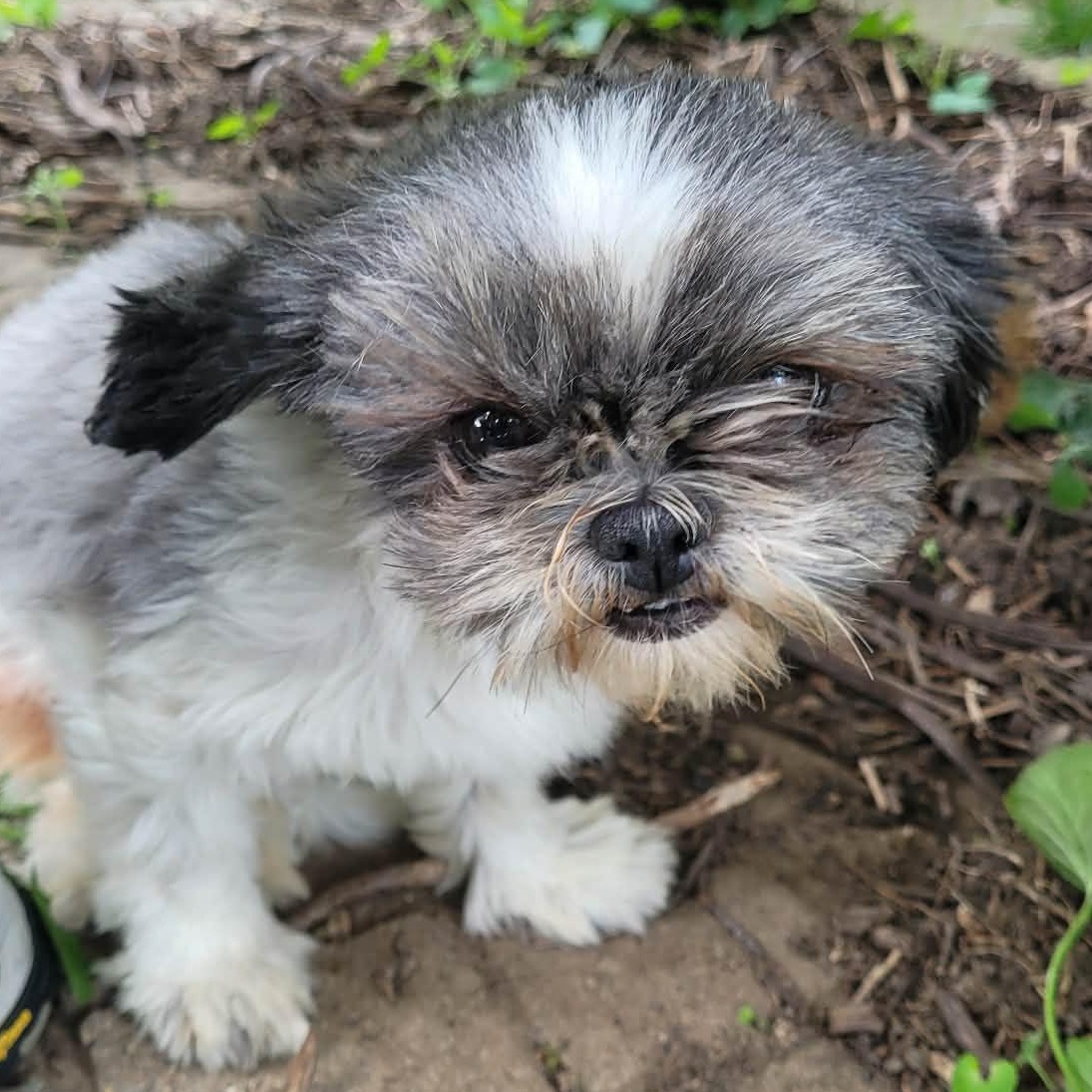 Sarah, ADOPTABLE, Adult Female Shih Tzu.