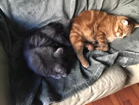 Romeo & Oscar, Adopted, Young Male Domestic Short Hair.