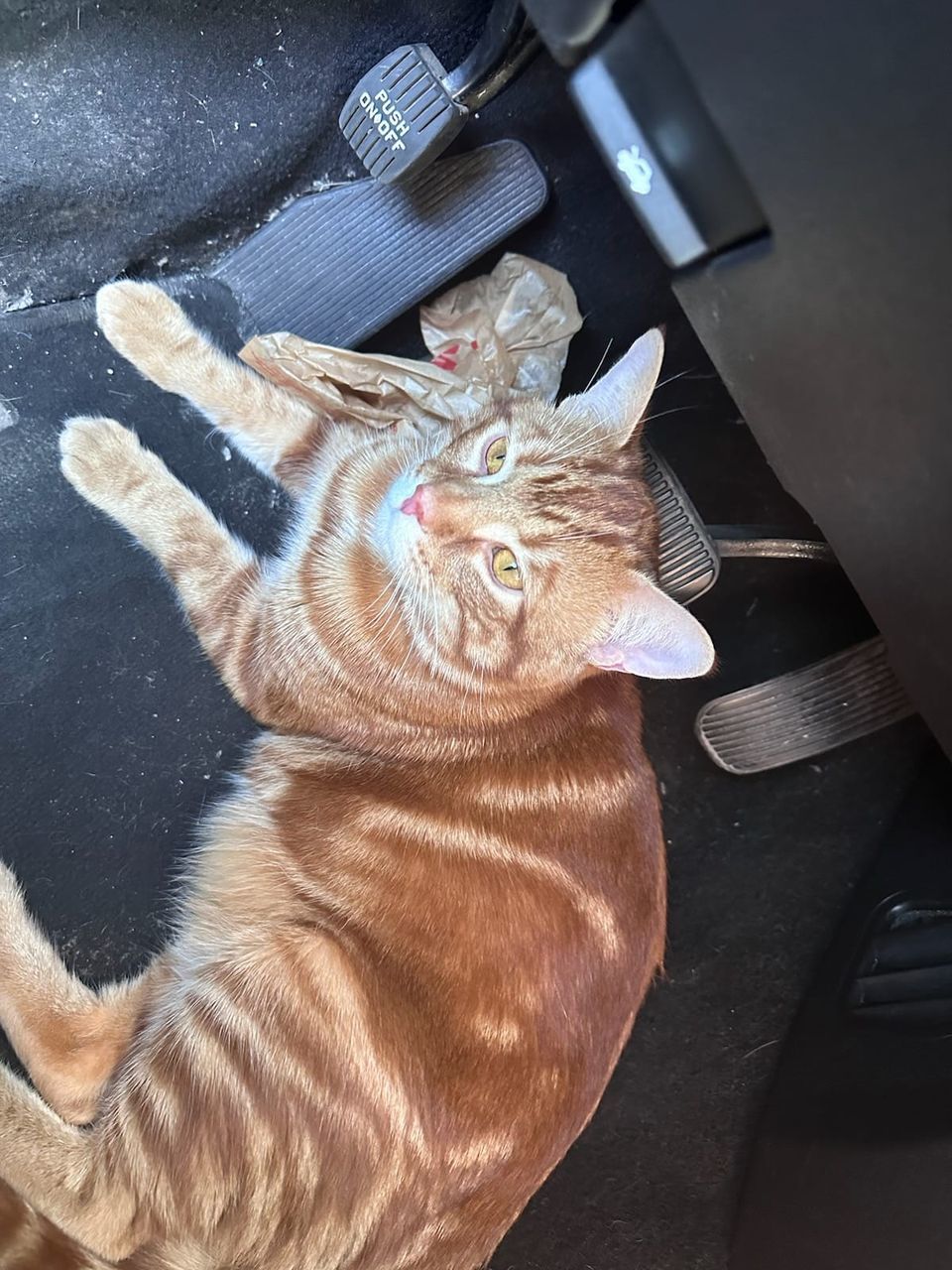 Enlarge Romeo & Oscar, a Adopted Domestic Short Hair in Mississauga, ON image 2/4