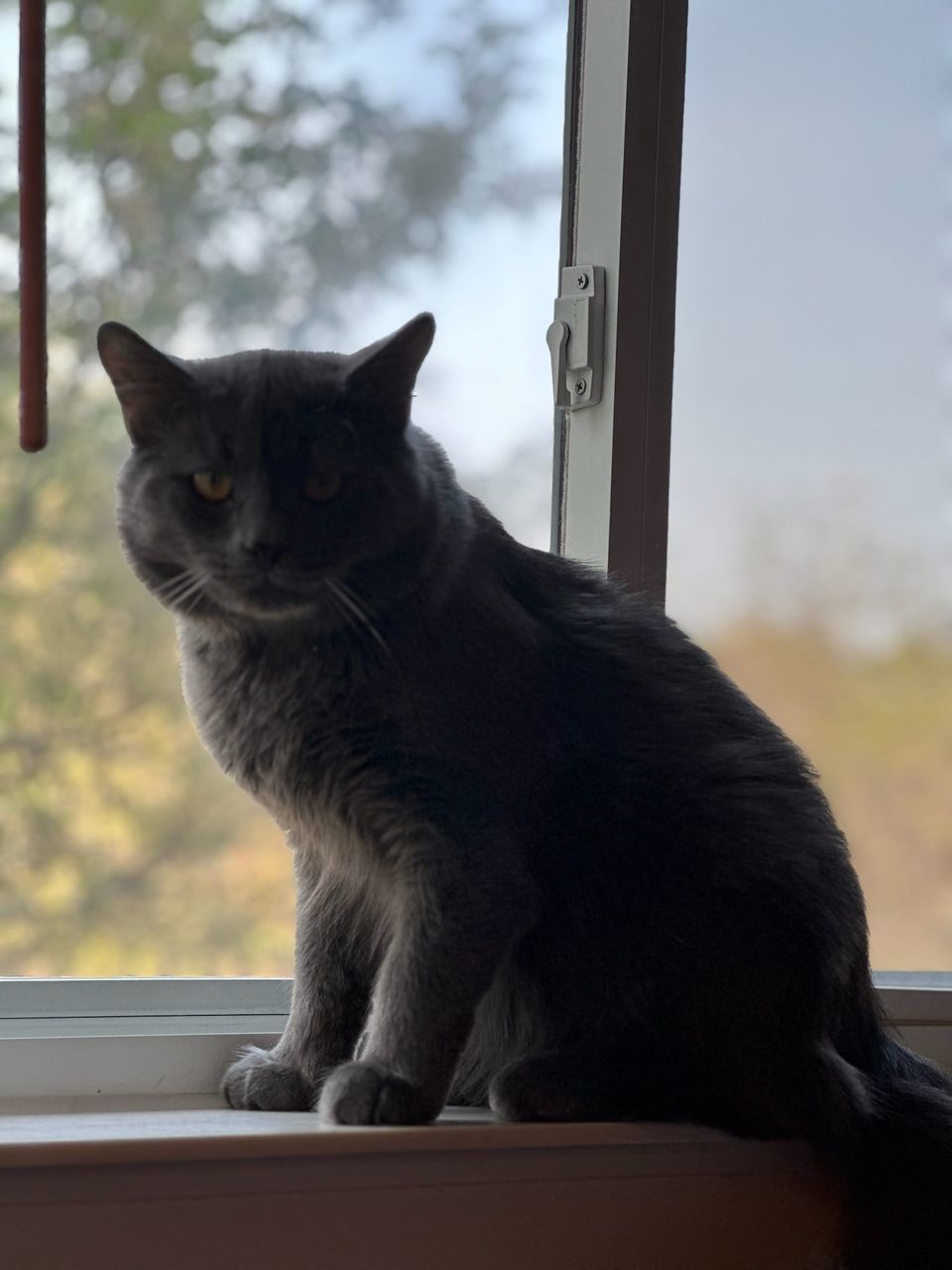 Enlarge Romeo & Oscar, a Adopted Domestic Short Hair in Mississauga, ON image 3/4