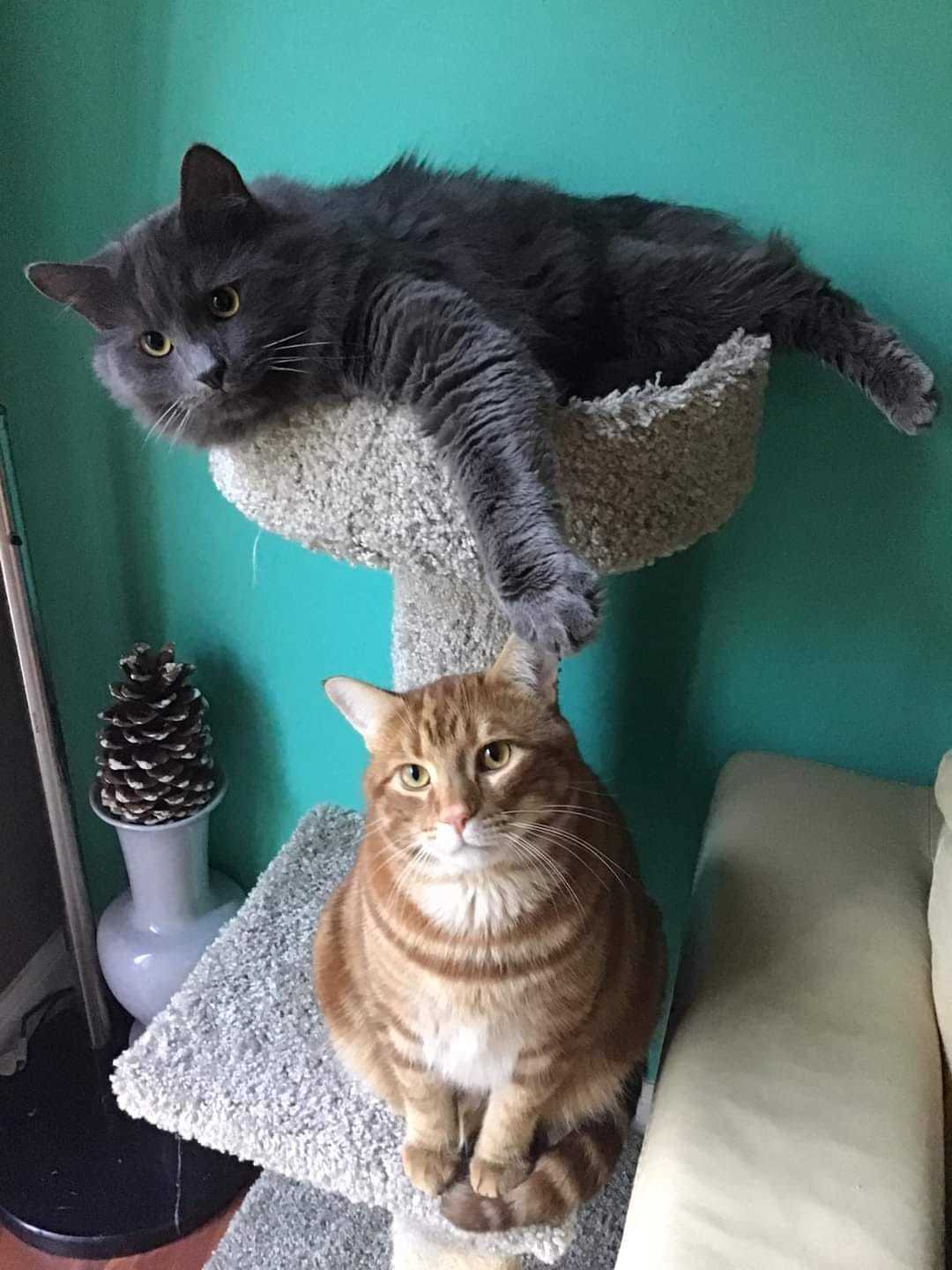 Enlarge Romeo & Oscar, a Adopted Domestic Short Hair in Mississauga, ON image 4/4