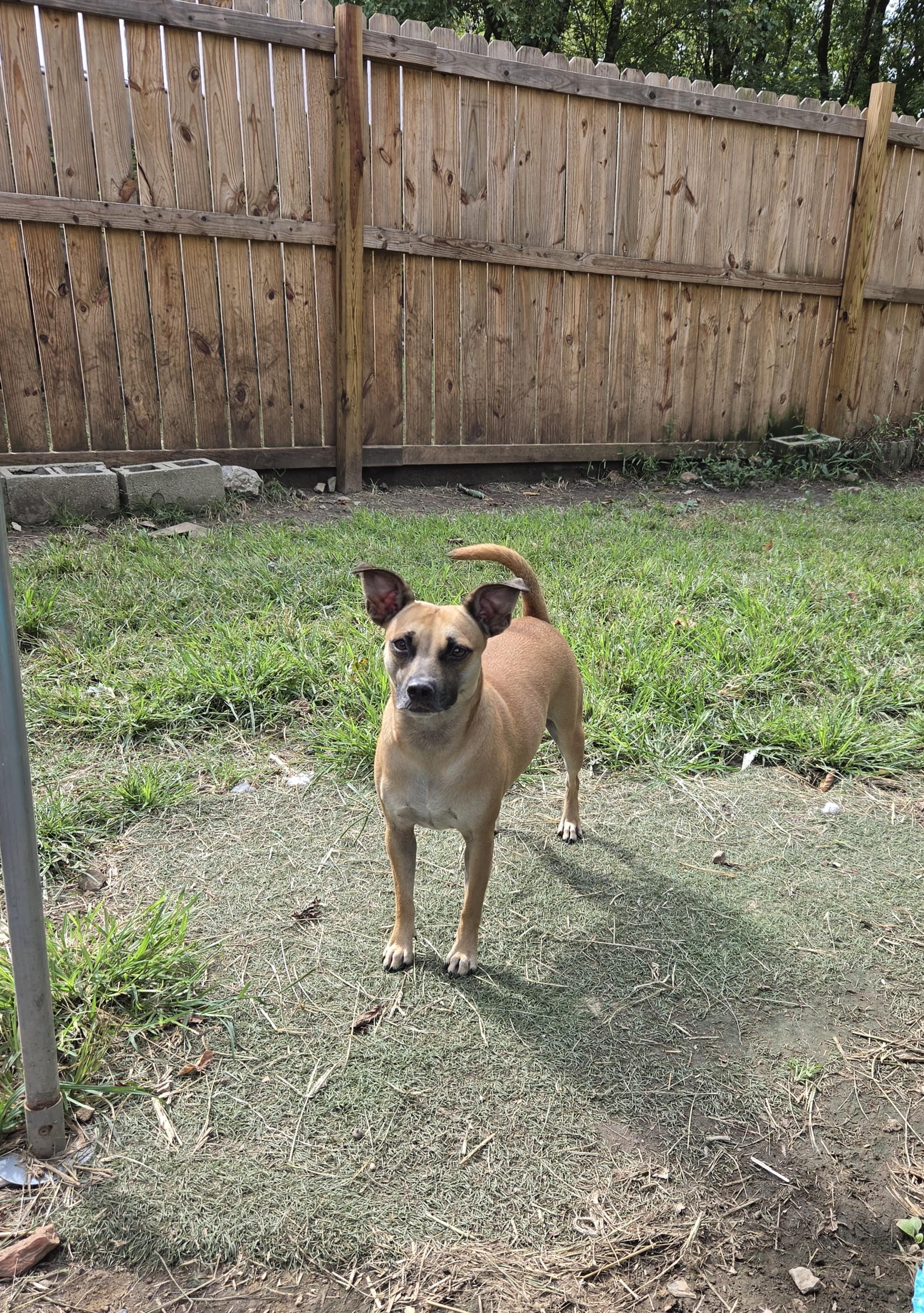 Enlarge Kookie, a Adoptable mixed breed in Tracy City , TN image 1/3