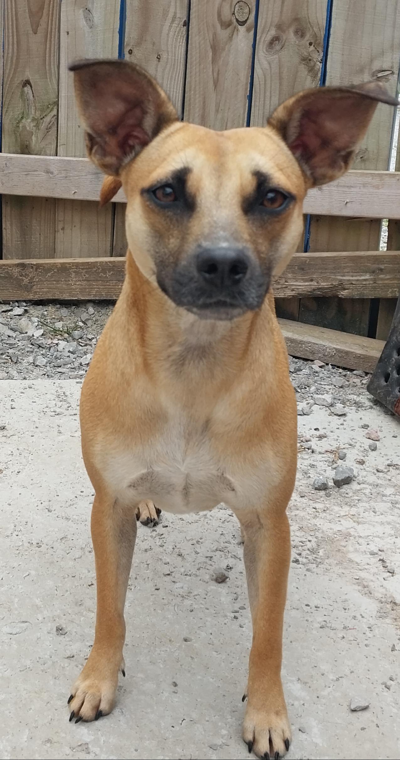 Kookie, a Adoptable mixed breed in Tracy City , TN image 1/4