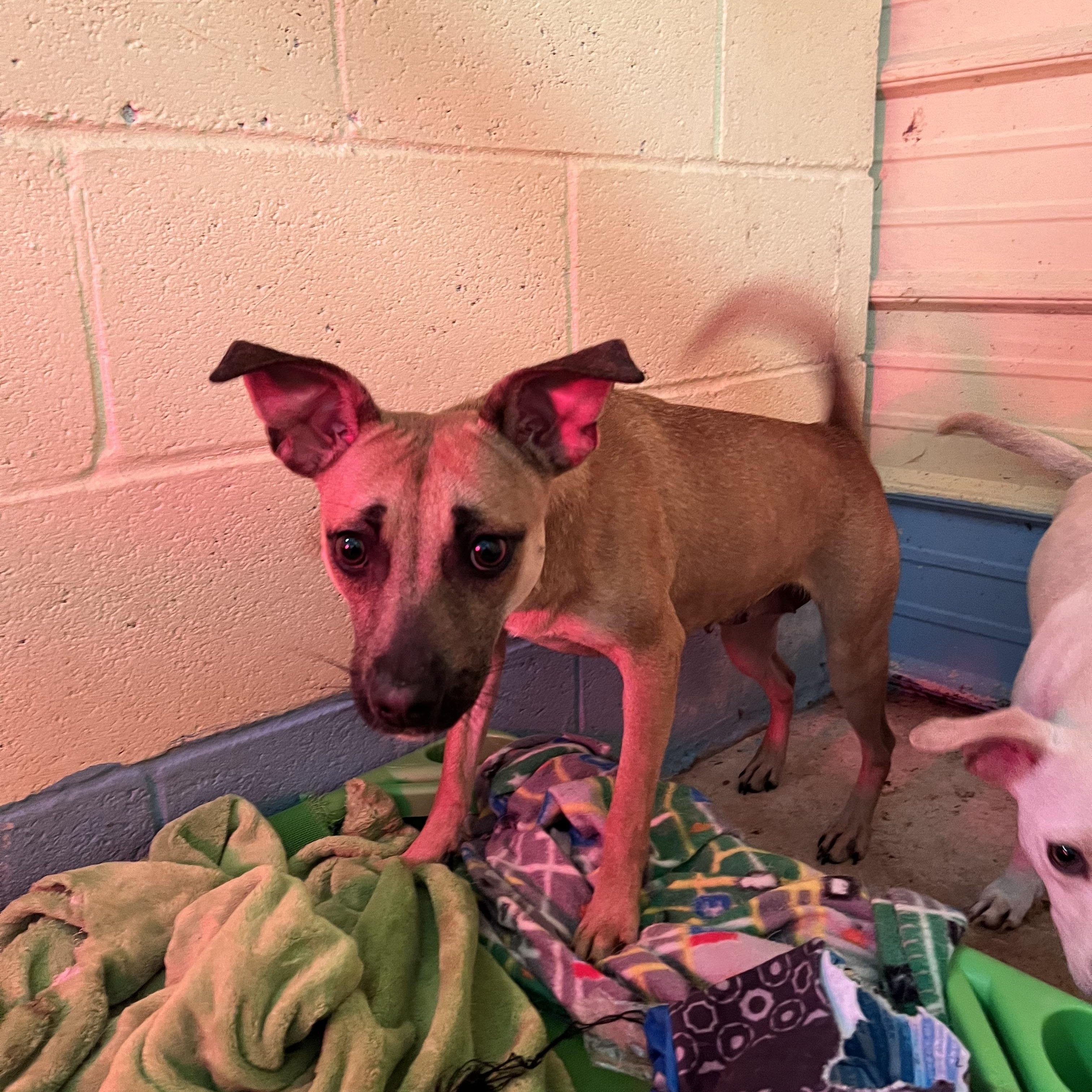 Kookie, a Adoptable mixed breed in Tracy City , TN image 2/4