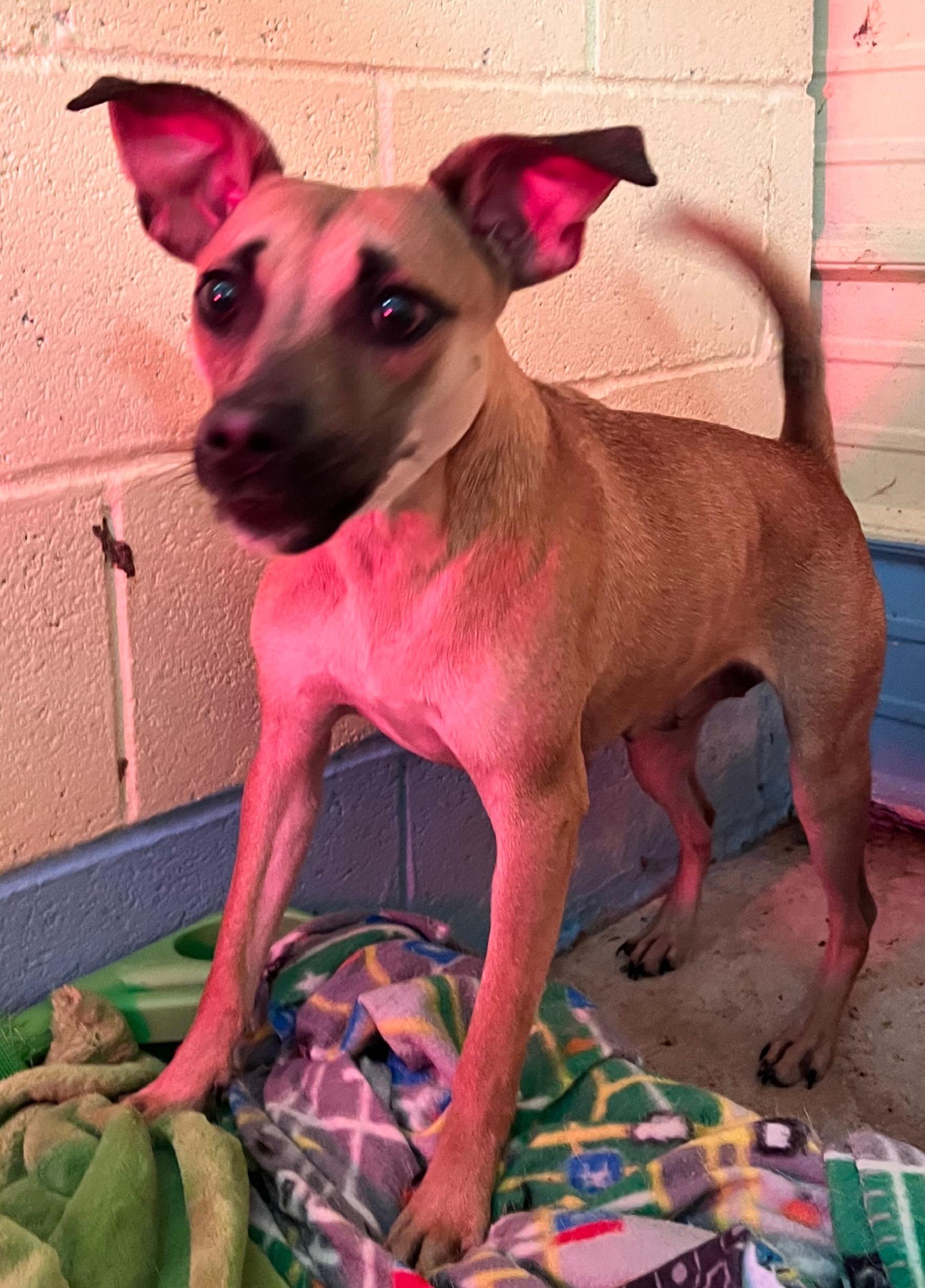 Kookie, a Adoptable mixed breed in Tracy City , TN image 3/4