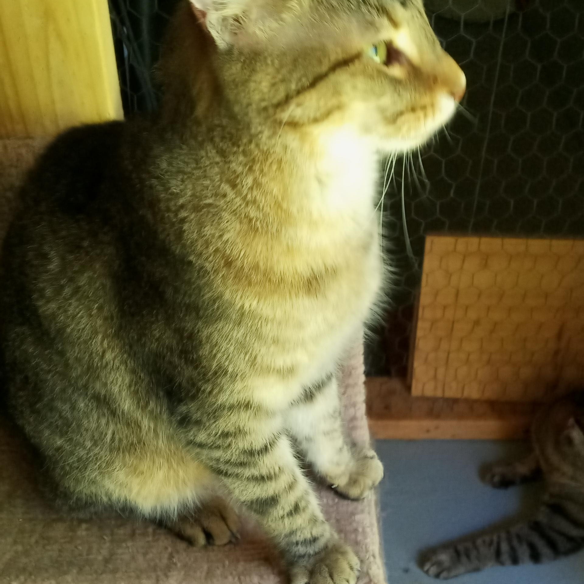 Joel, Adoptable, Adult Male Tiger & Domestic Short Hair.