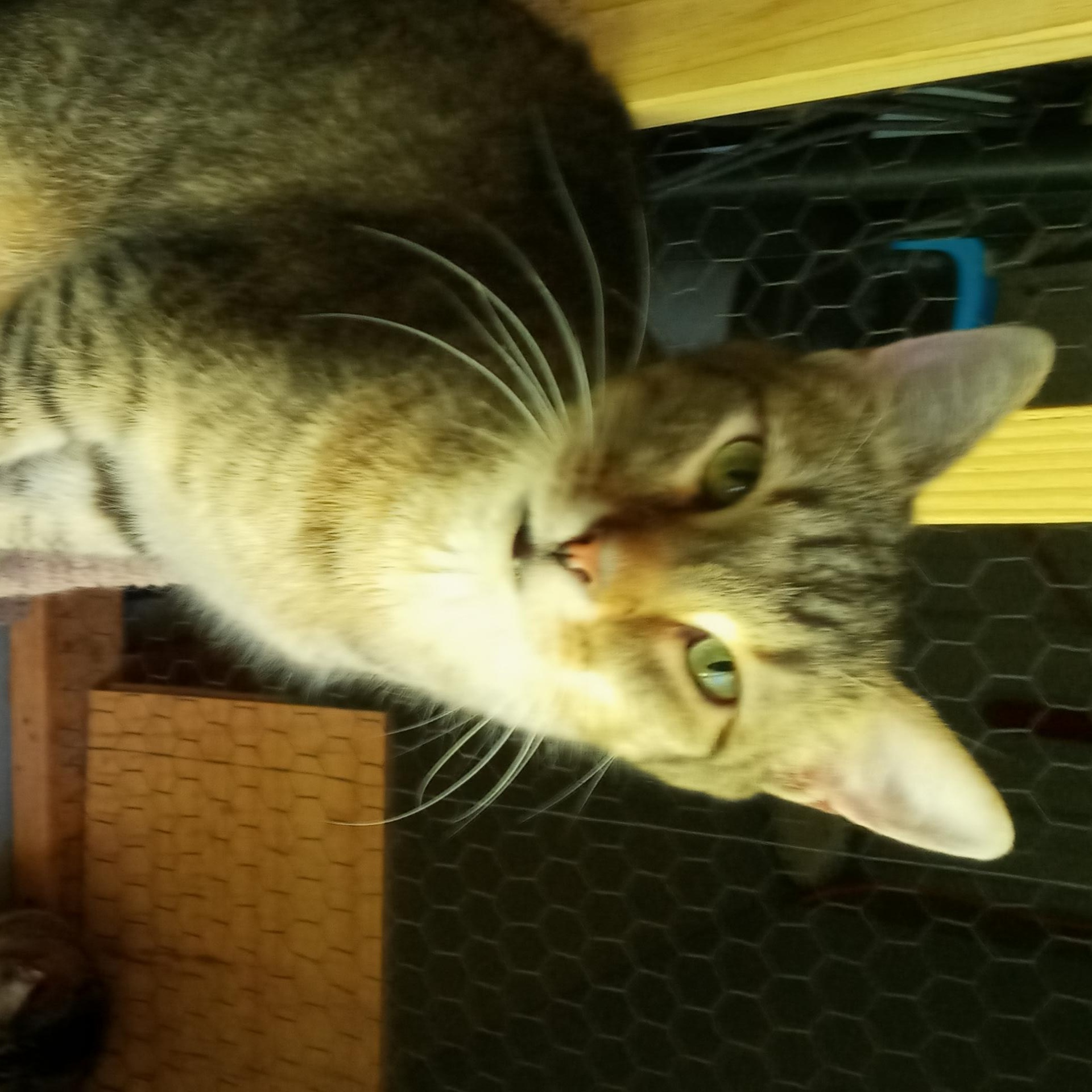 Enlarge Joel, a Adoptable mixed breed in Laurelville, OH image 4/5