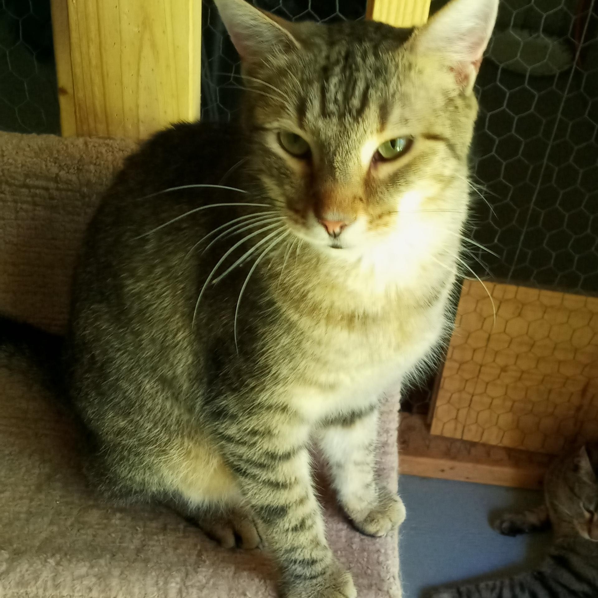 Enlarge Joel, a Adoptable mixed breed in Laurelville, OH image 1/5