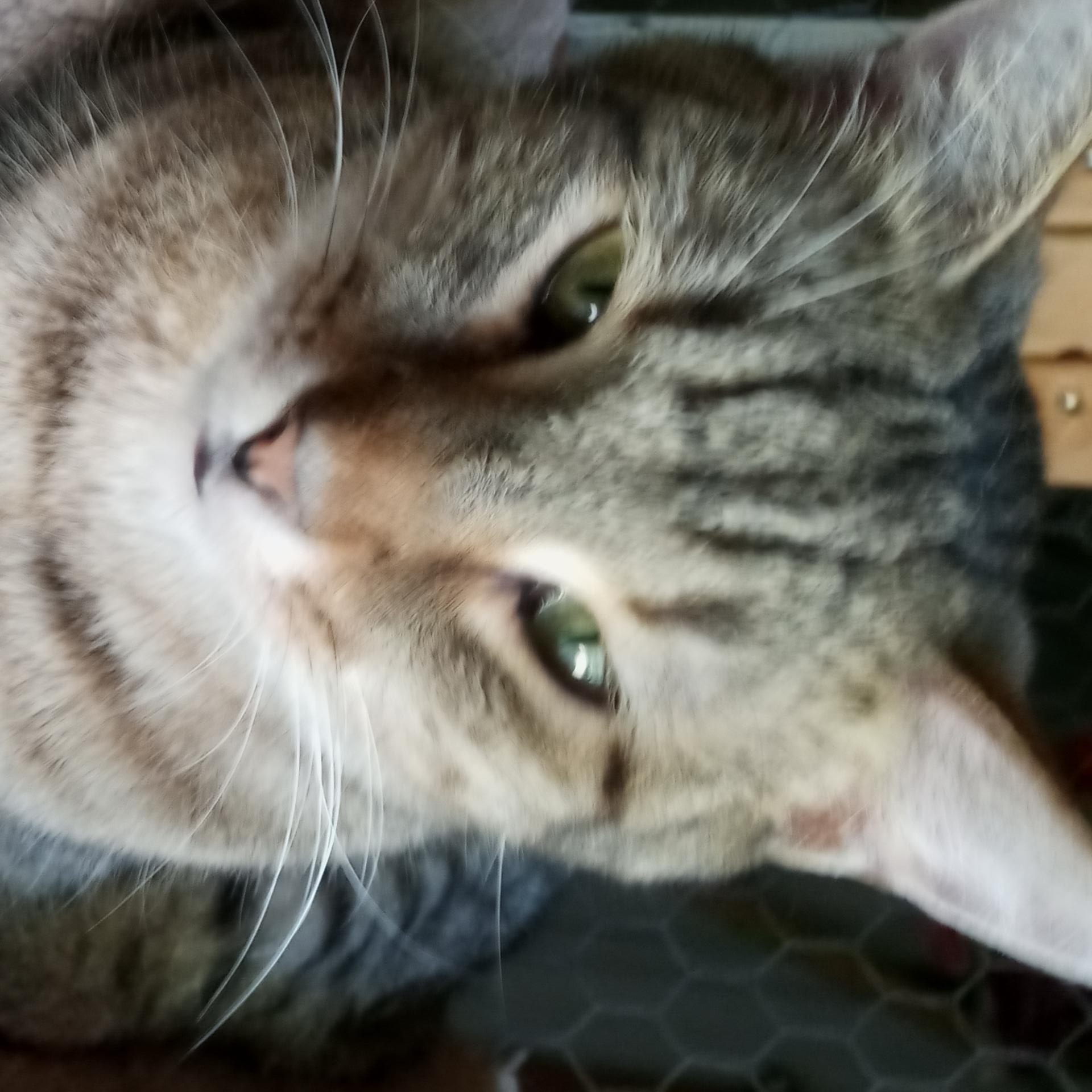 Enlarge Joel, a Adoptable mixed breed in Laurelville, OH image 5/5