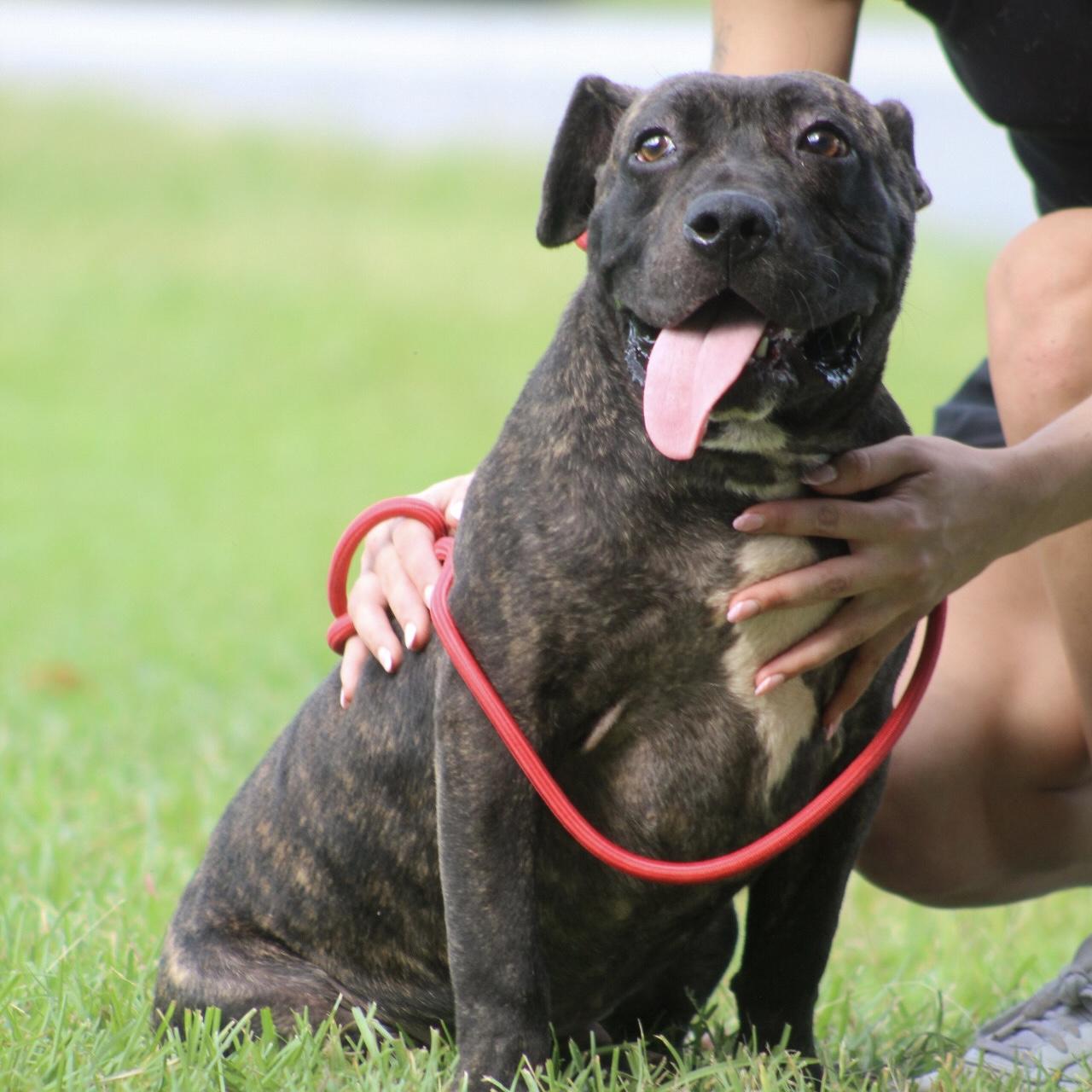 Enlarge Pierogi, a Adoptable mixed breed in Port Byron , NY image 4/6