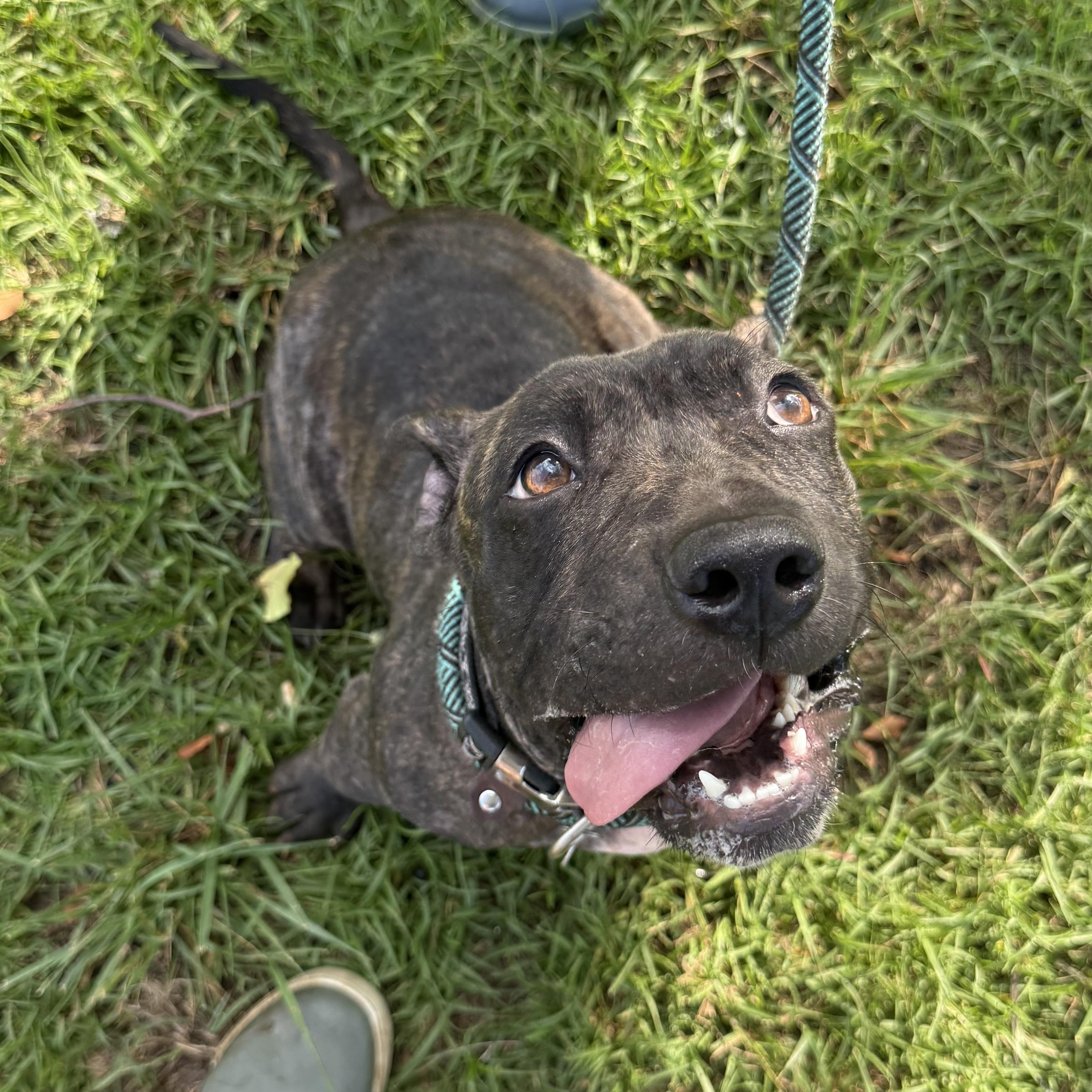 Enlarge Pierogi, a Adoptable mixed breed in Port Byron , NY image 2/6