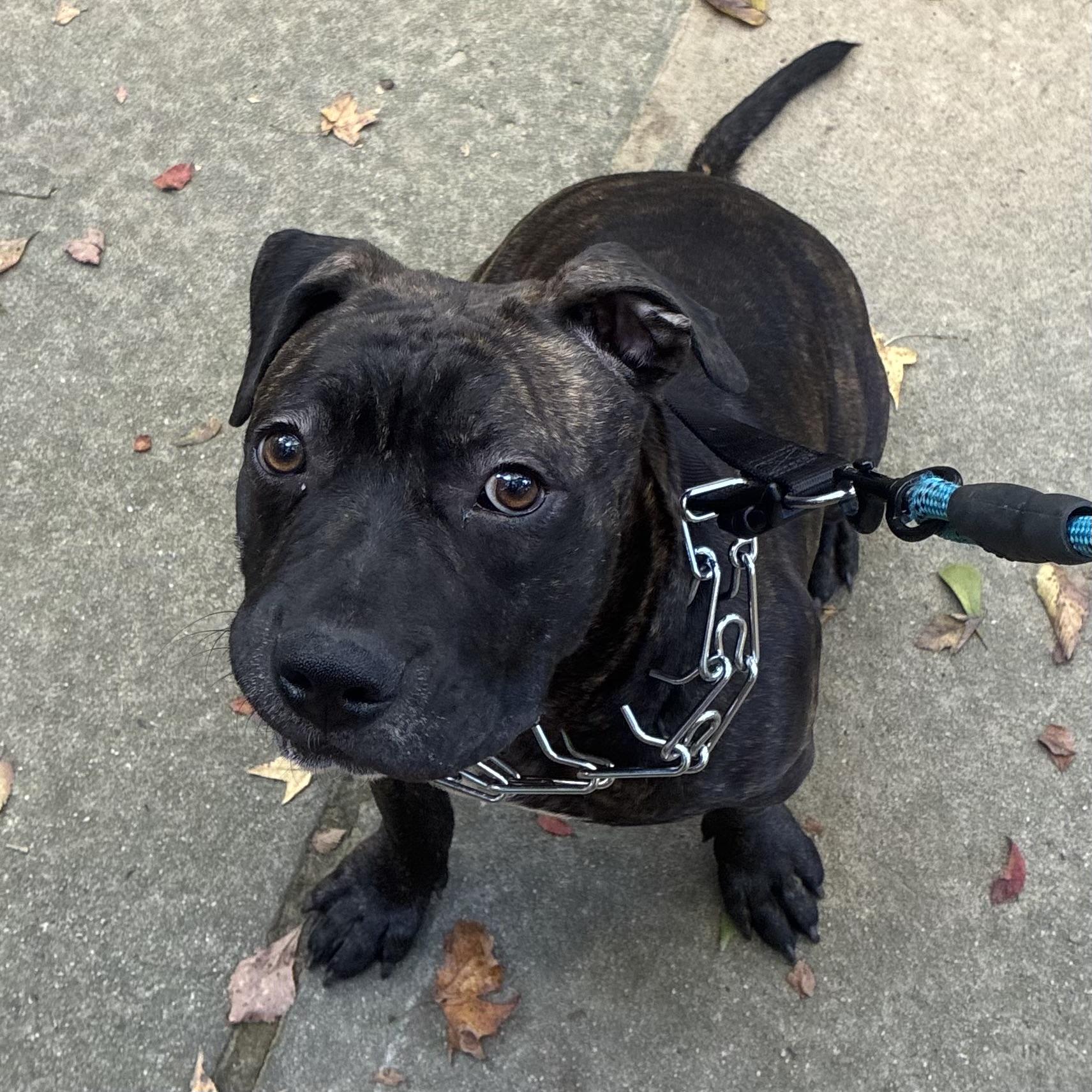 Enlarge Pierogi, a Adoptable mixed breed in Port Byron , NY image 1/6