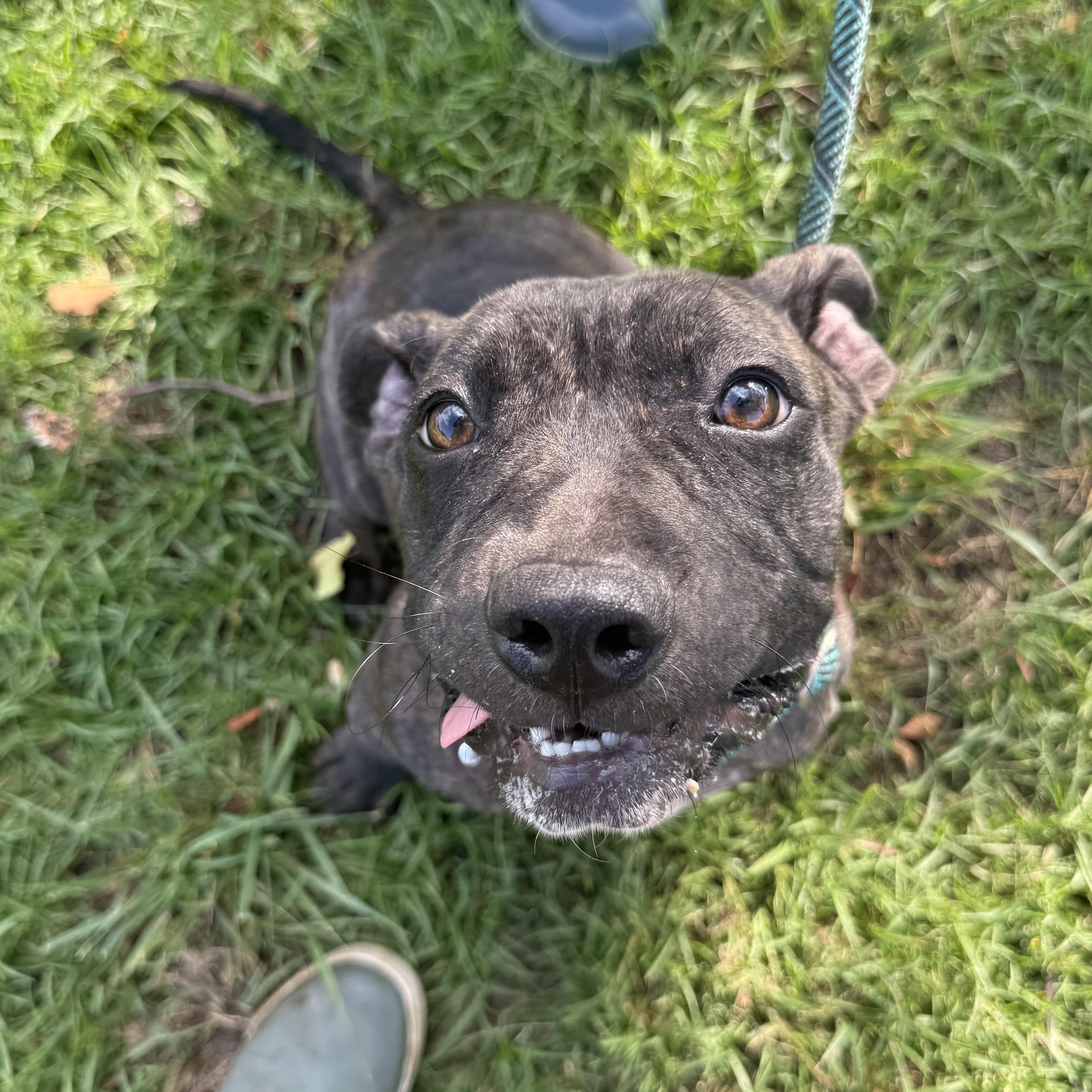 Enlarge Pierogi, a Adoptable mixed breed in Port Byron , NY image 6/6
