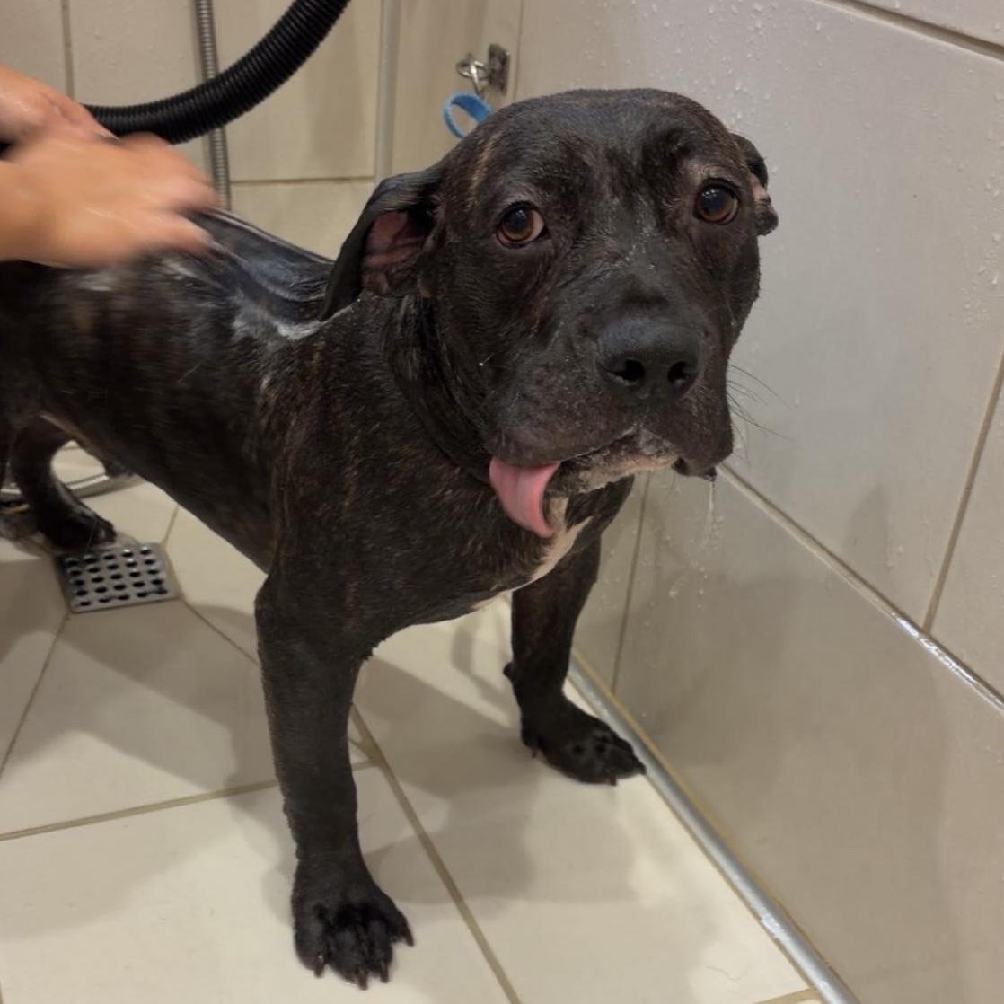 Enlarge Pierogi, a Adoptable mixed breed in Port Byron , NY image 3/6